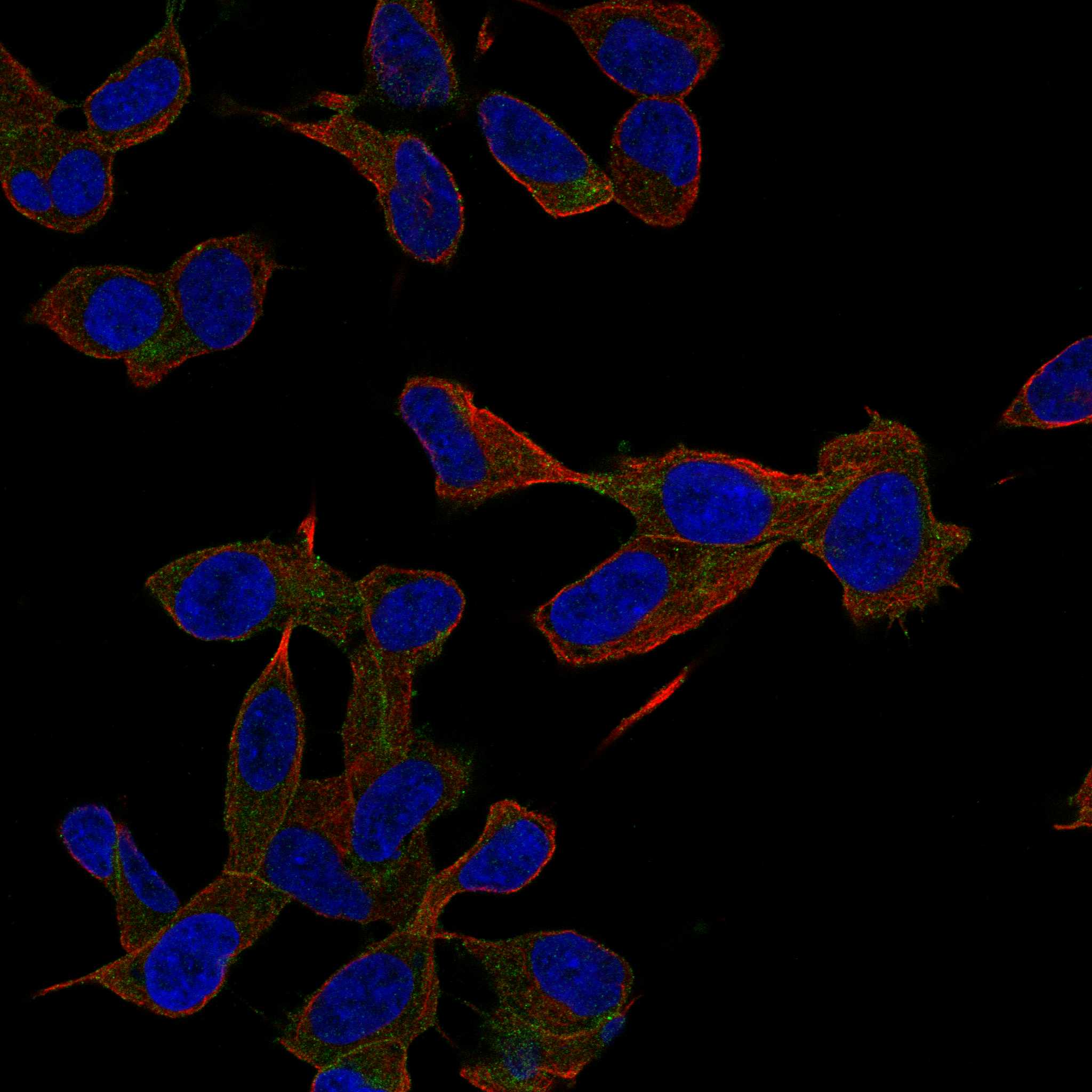 GAB2 fluorescence