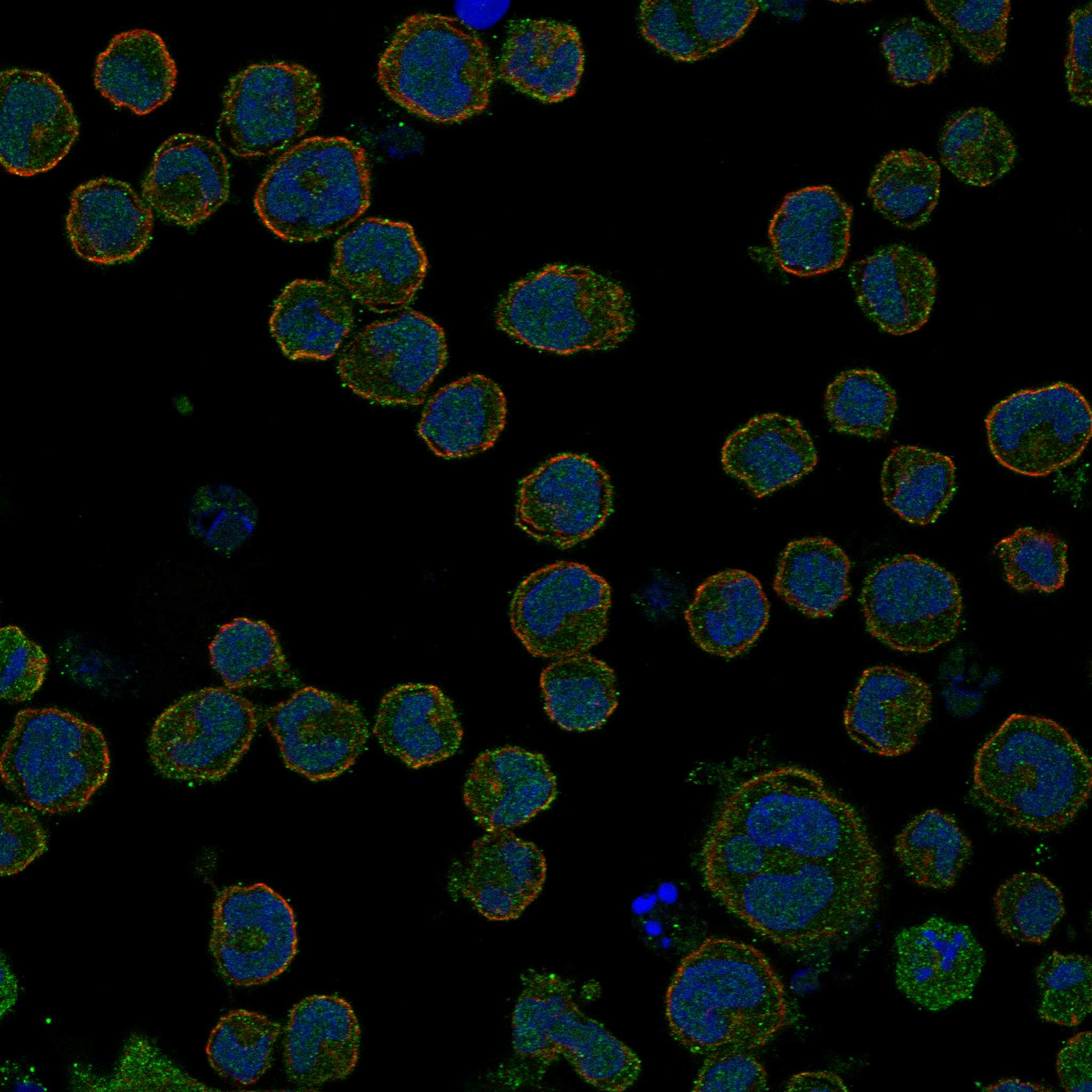 GALR1 fluorescence