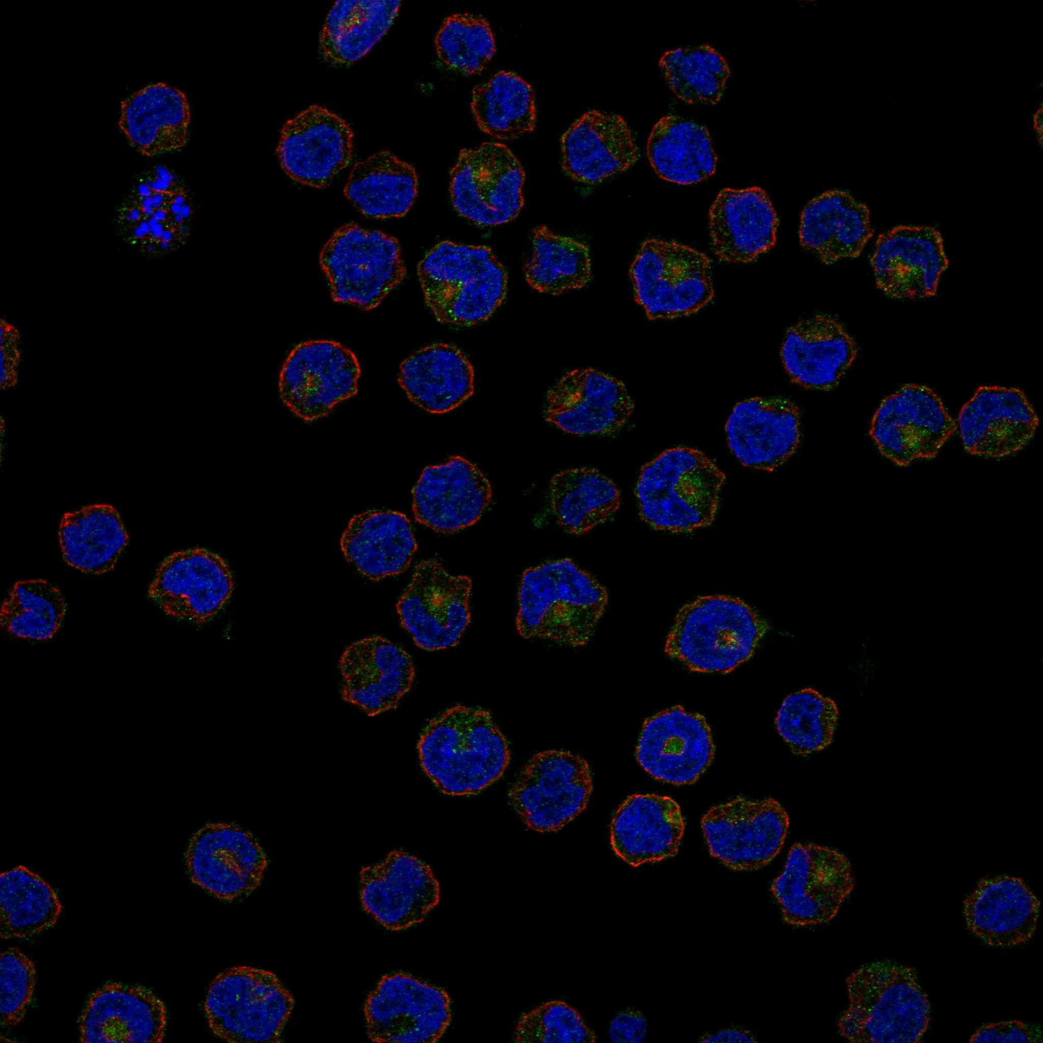 GAPT fluorescence