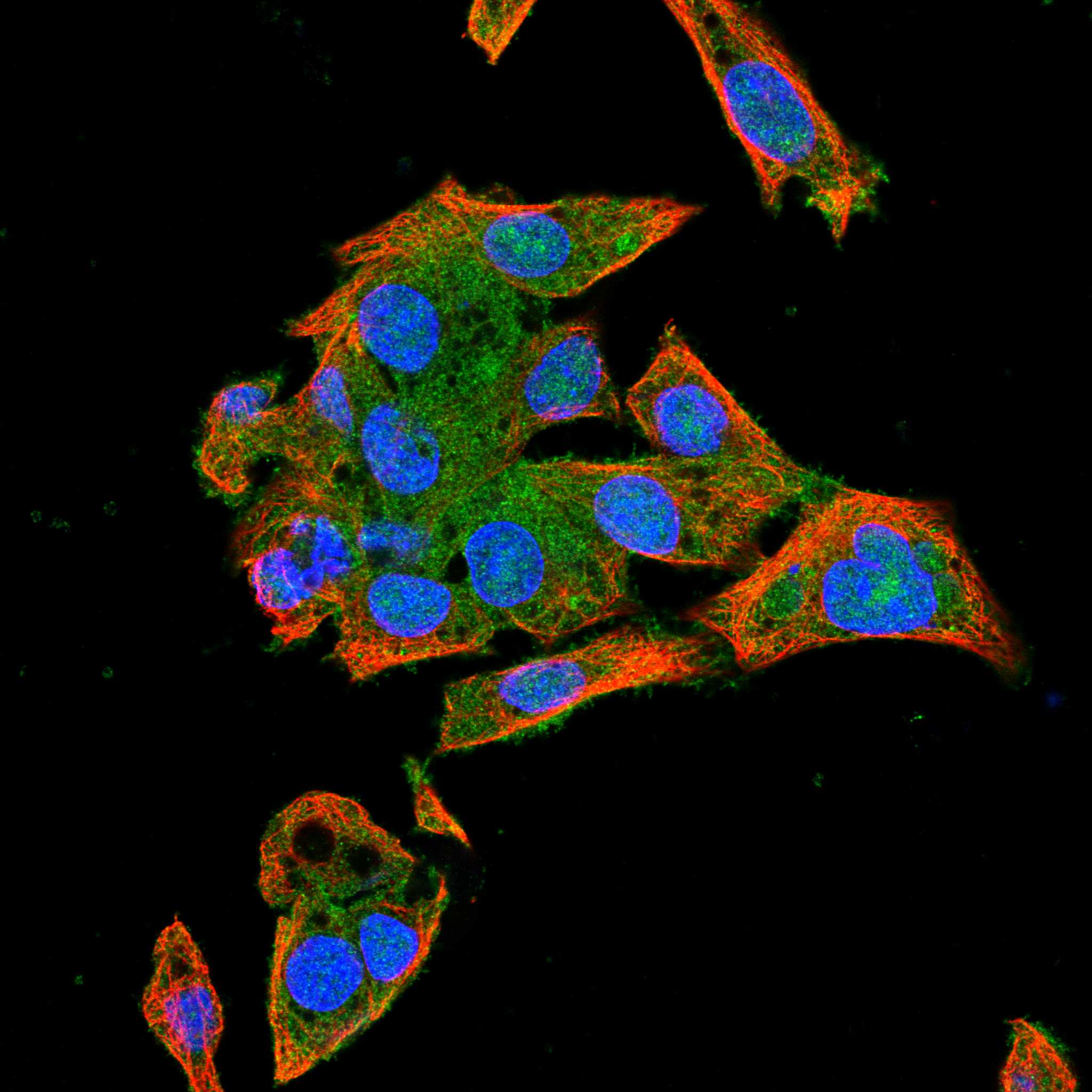 GAS2 fluorescence