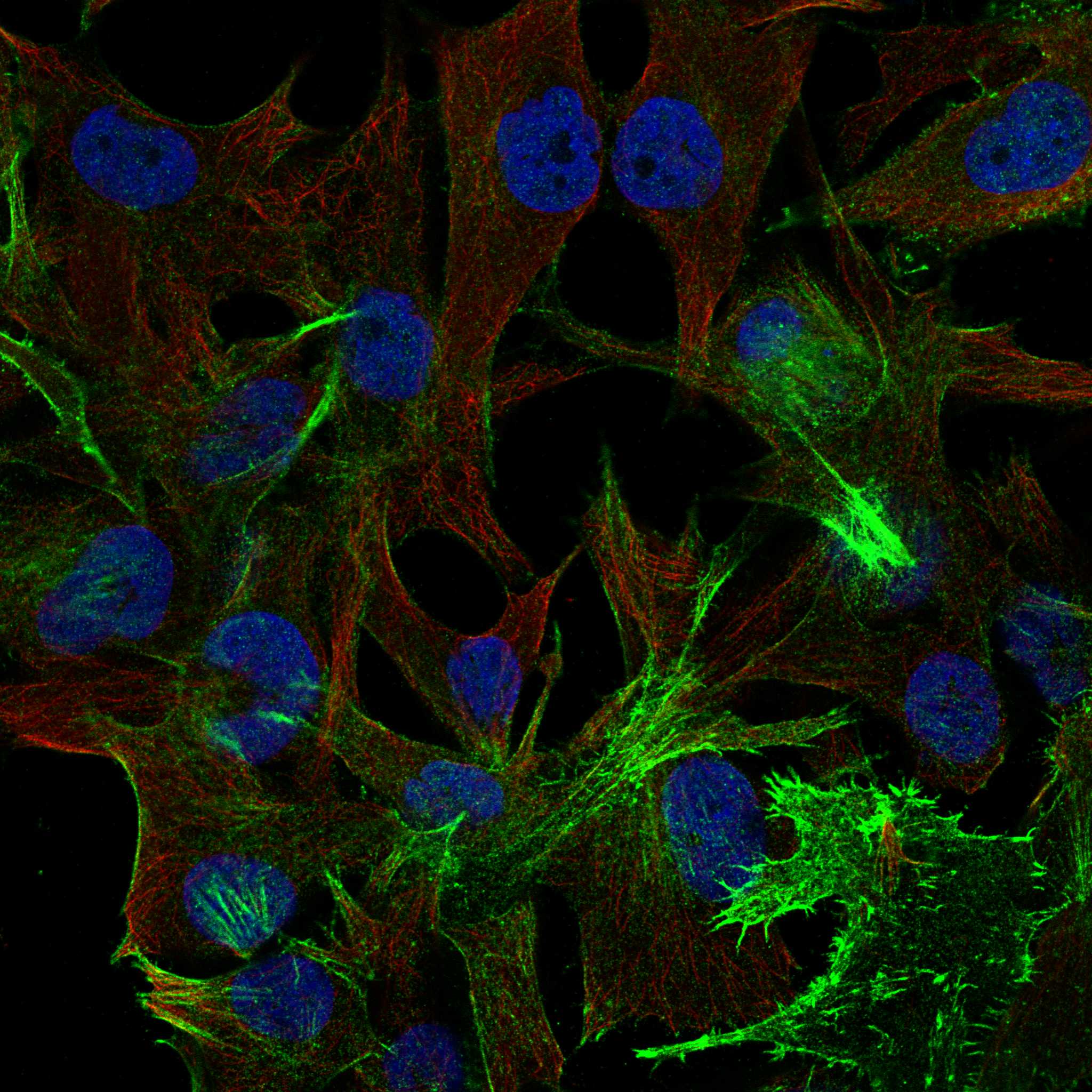 GAS7 fluorescence