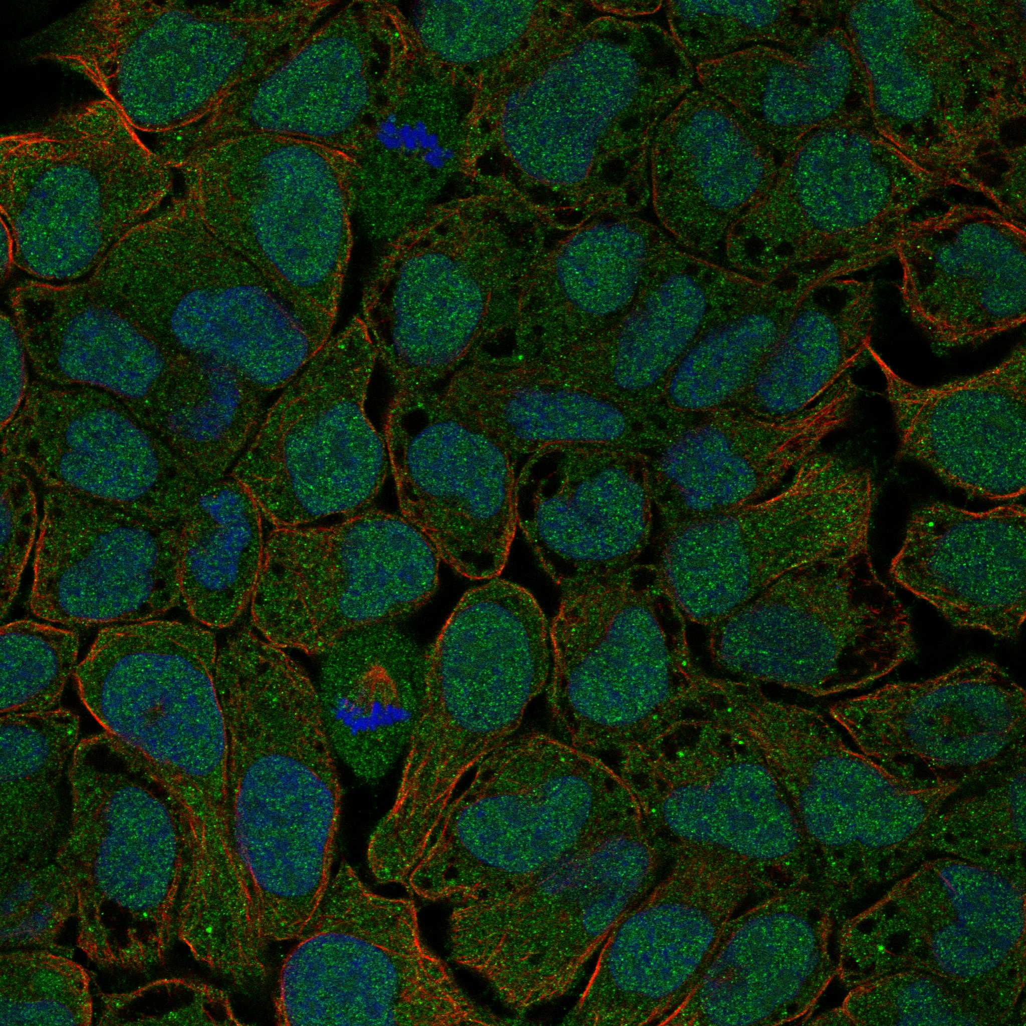 GDE1 fluorescence