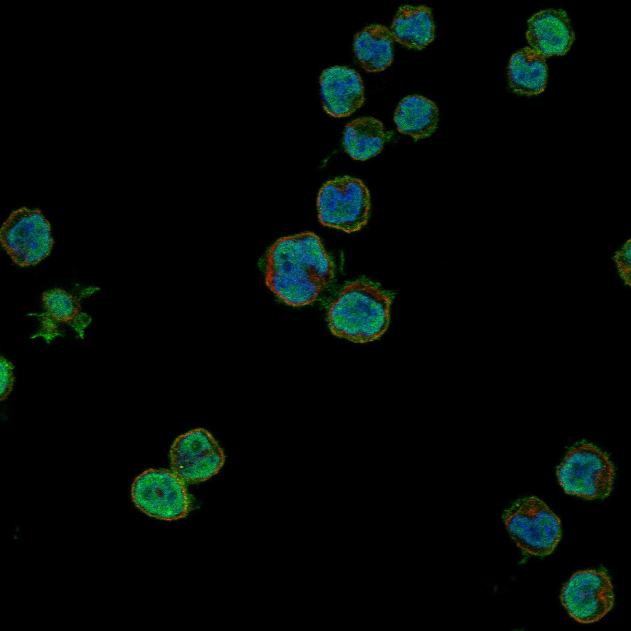 GFI1B fluorescence