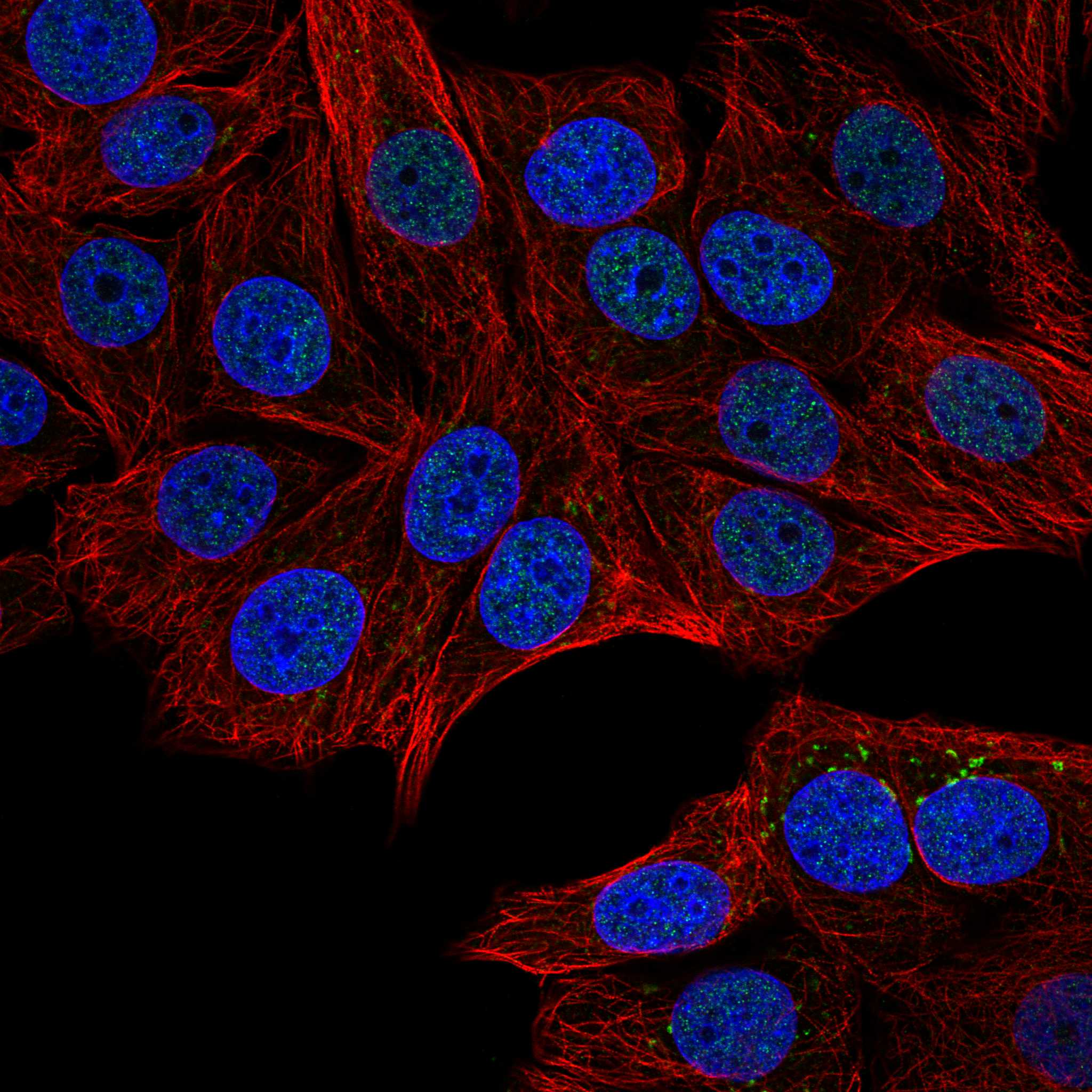 GFRA1 fluorescence