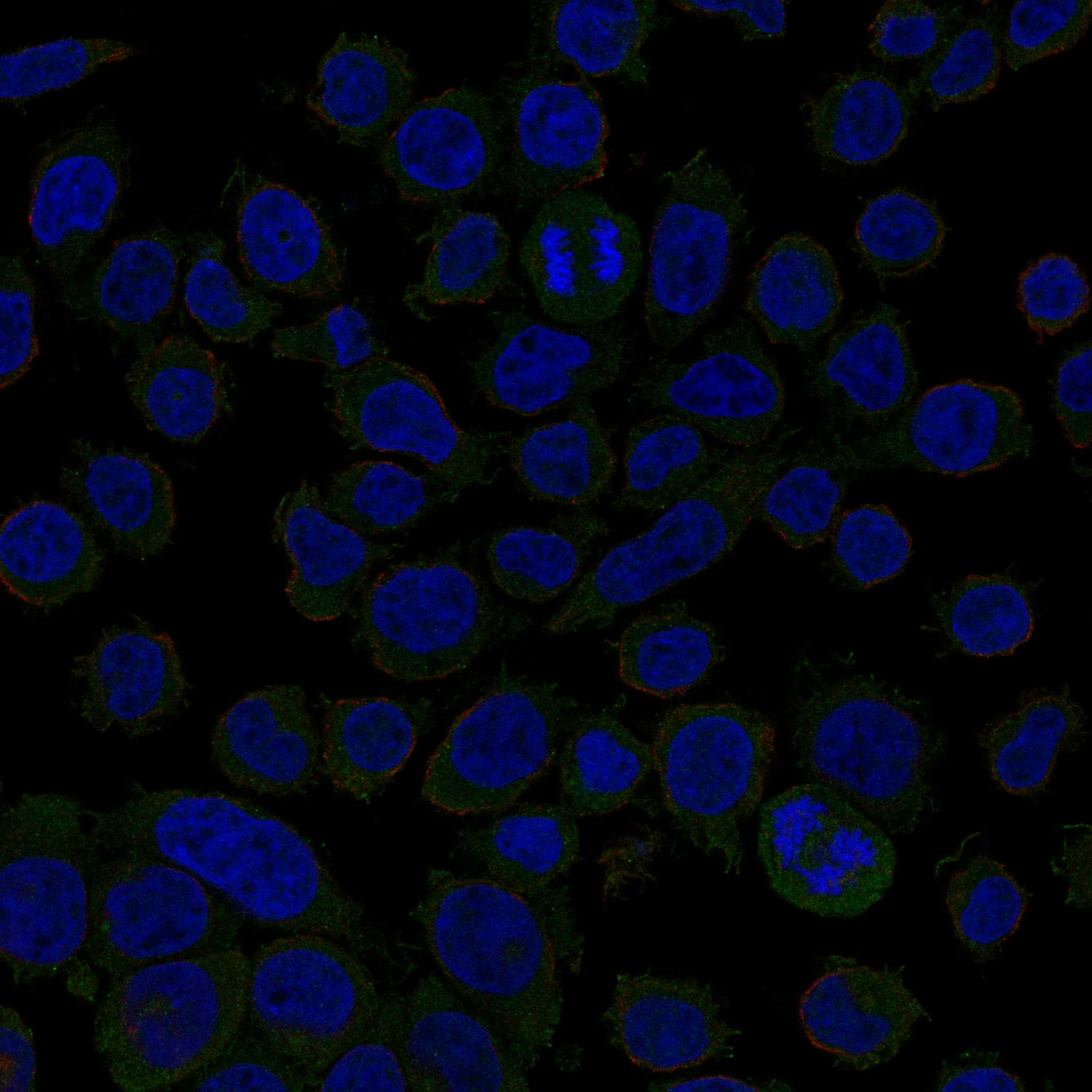 GFRA2 fluorescence