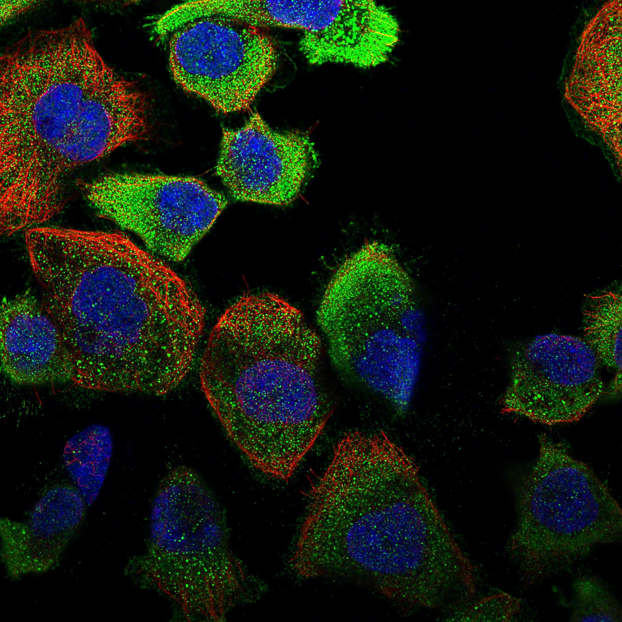 GFRA3 fluorescence