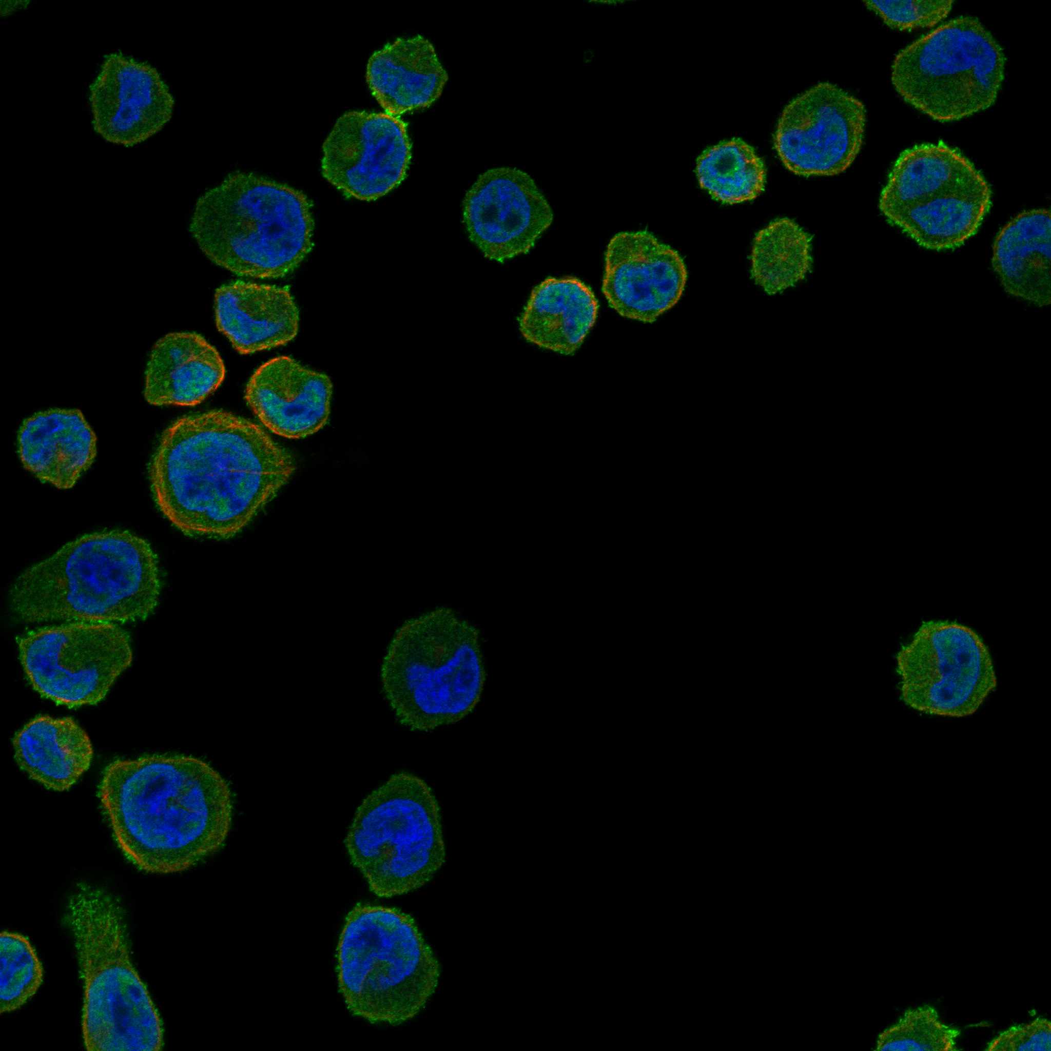 GFRAL fluorescence