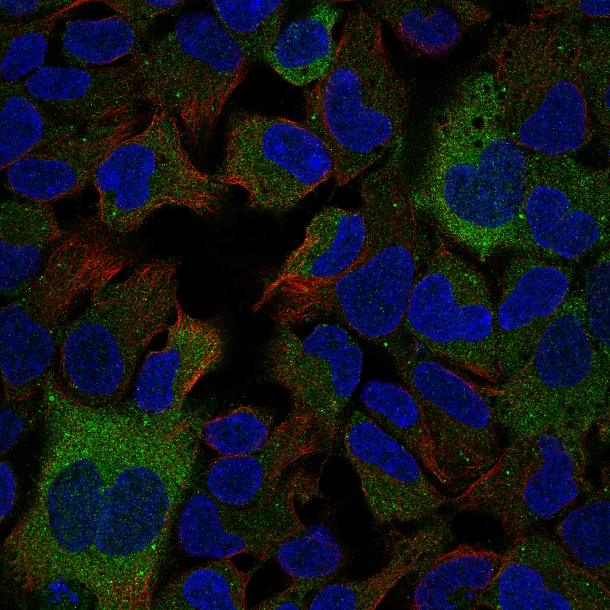 GHR fluorescence