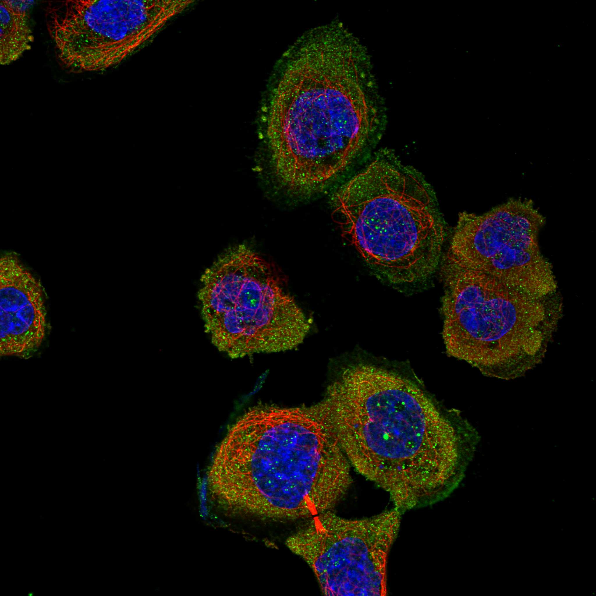 GINM1 fluorescence