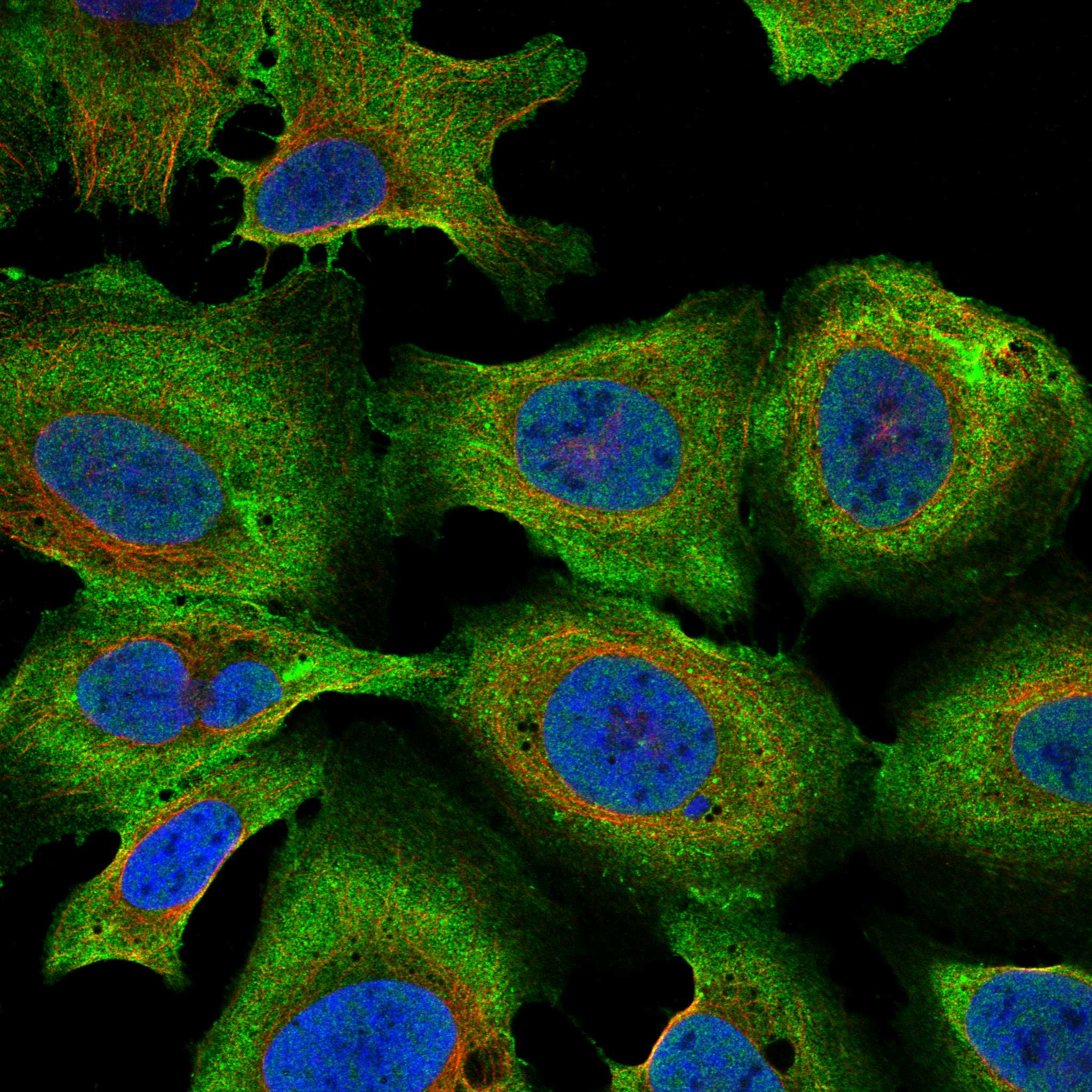 GLDN fluorescence