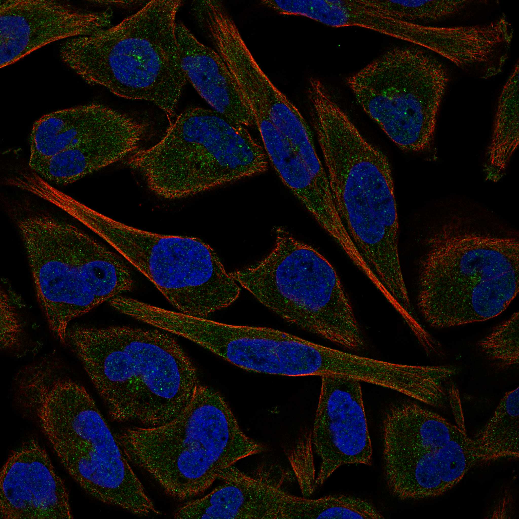 GLP1R fluorescence
