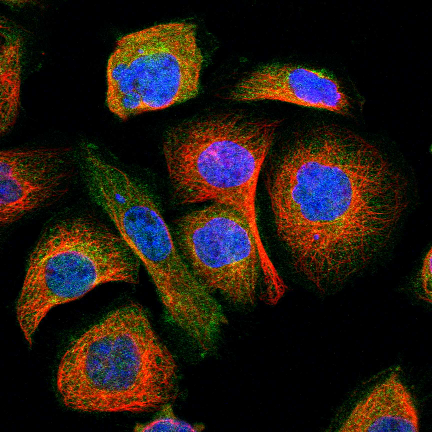 GNAI2 fluorescence