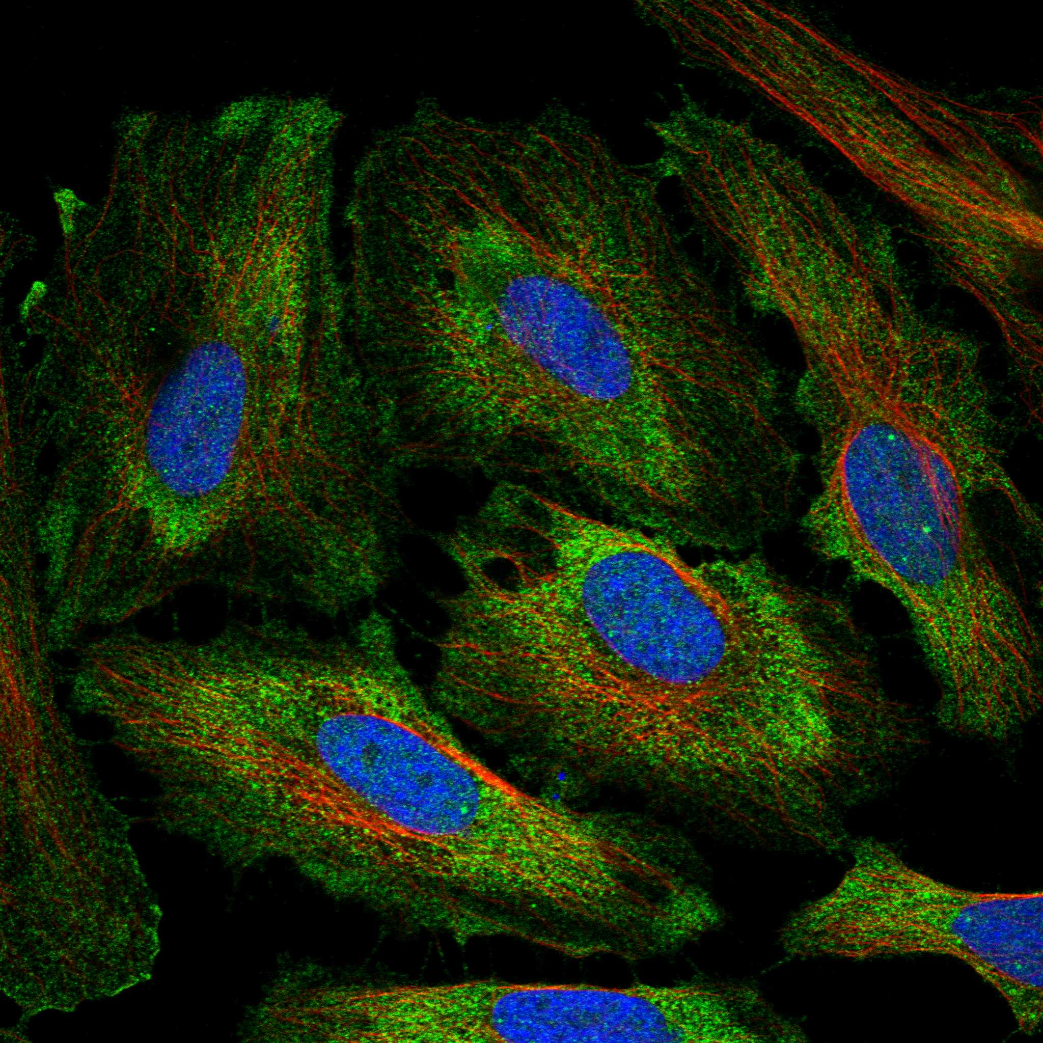 GNAL fluorescence