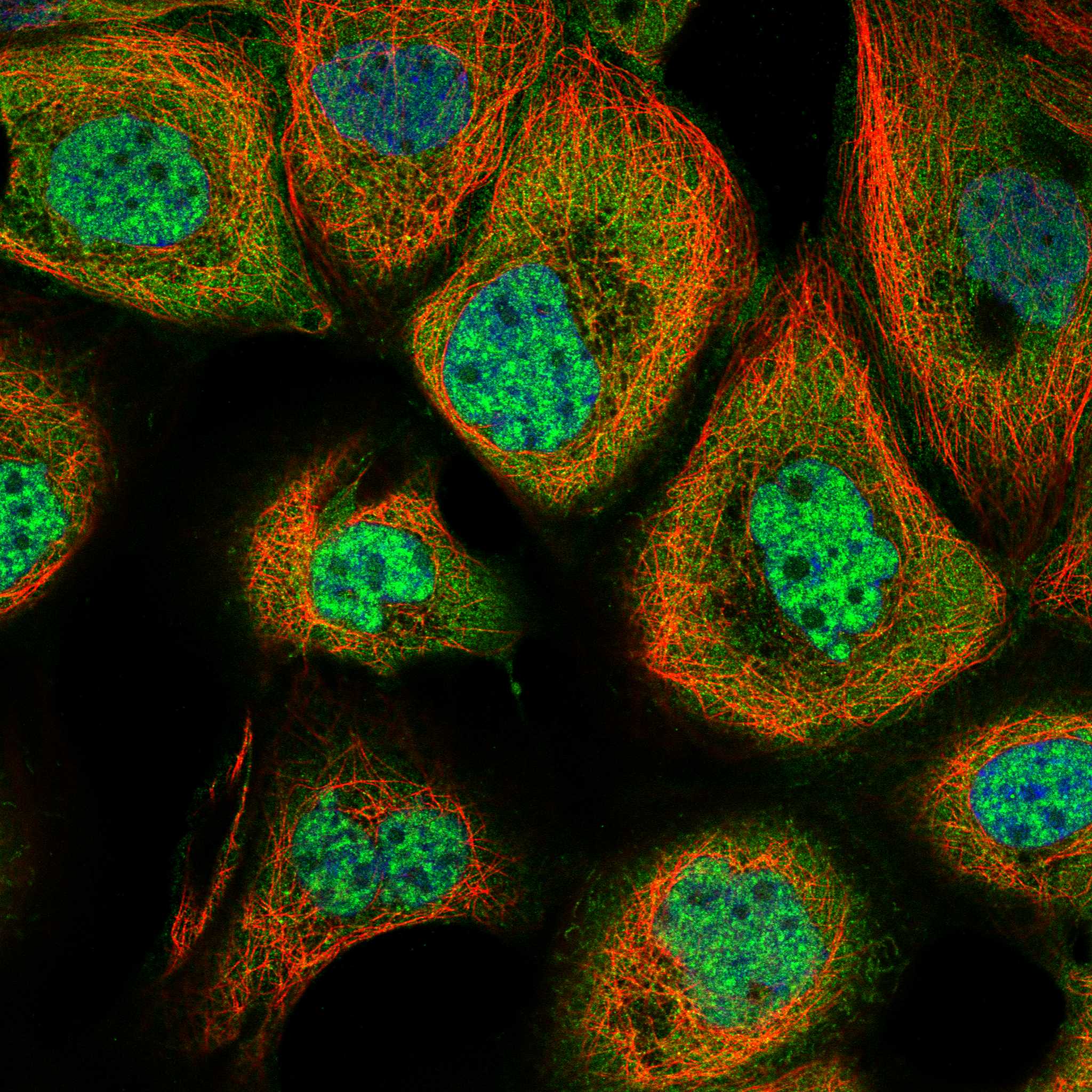 GNAQ fluorescence