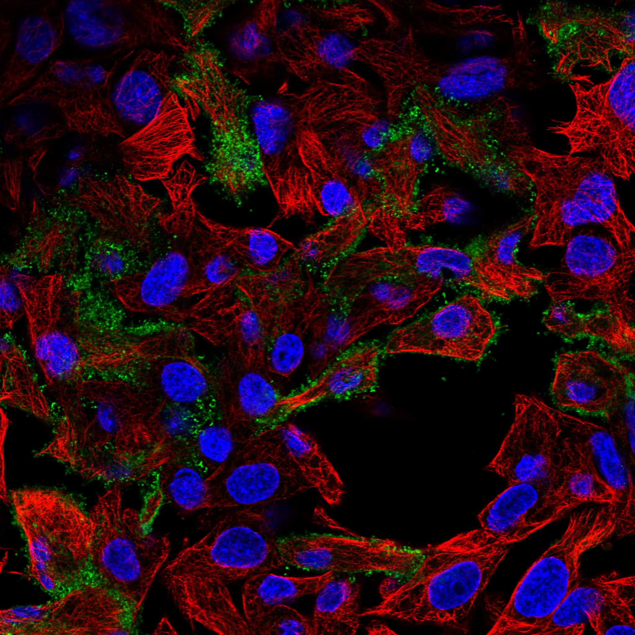 GPC3 fluorescence