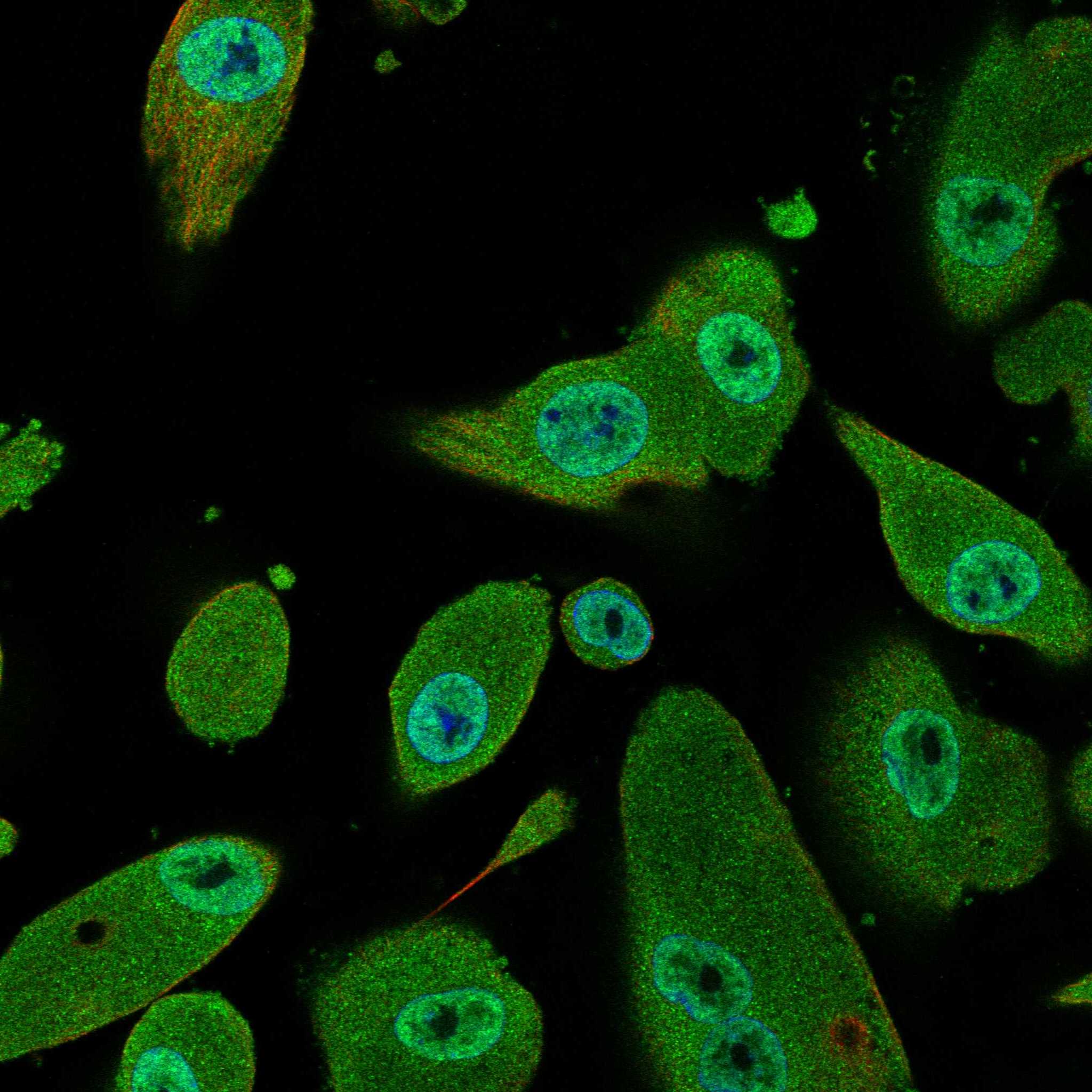 GPC4 fluorescence