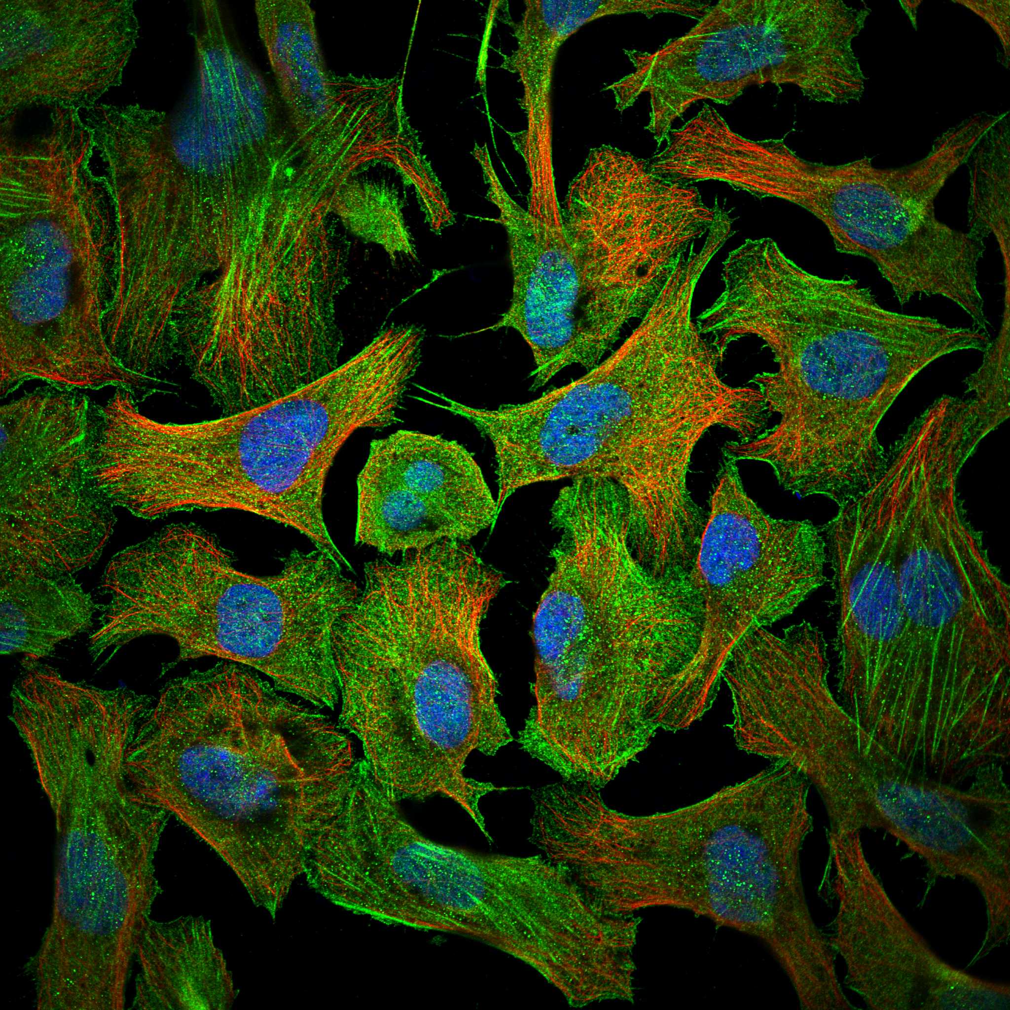 GPR27 fluorescence