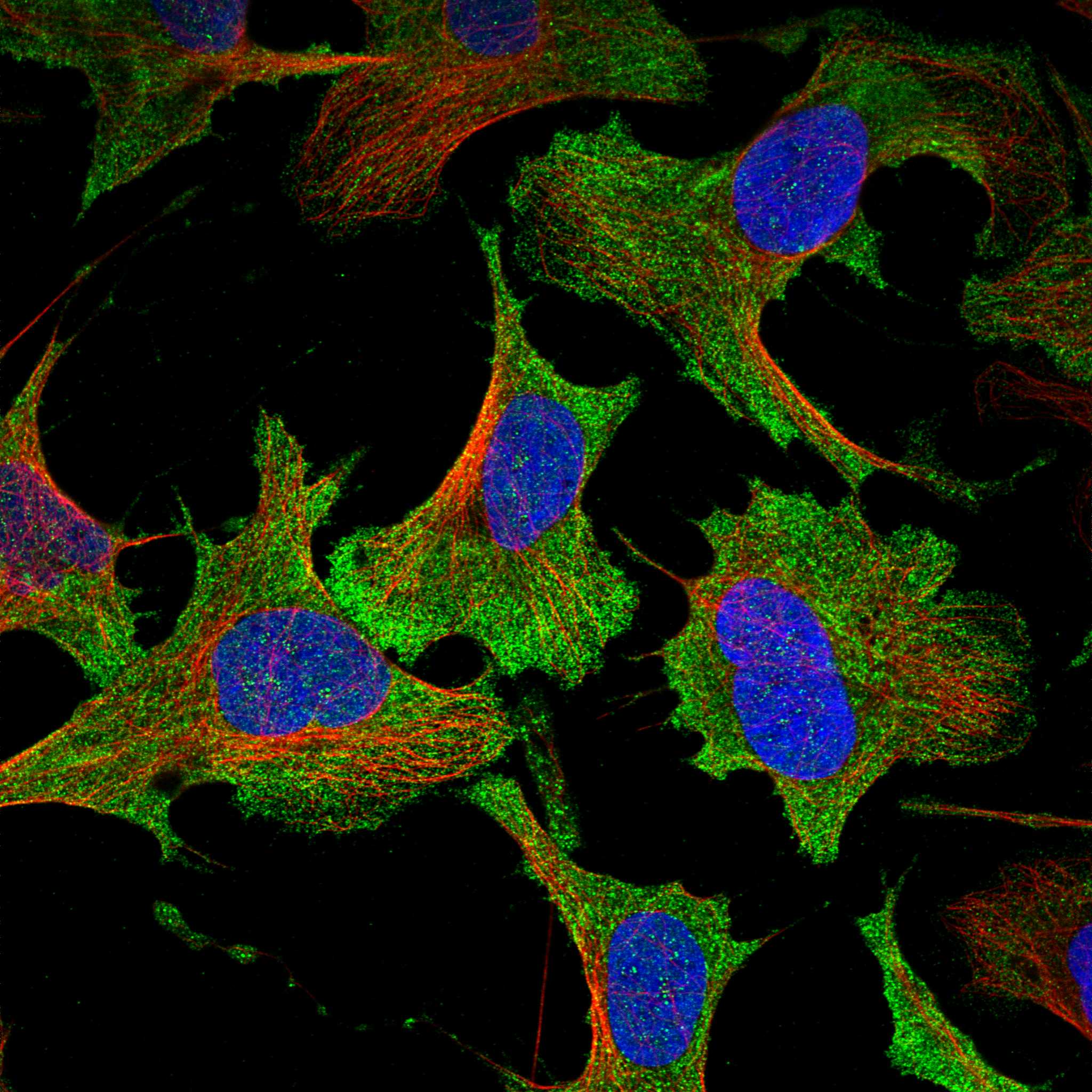 GPR63 fluorescence