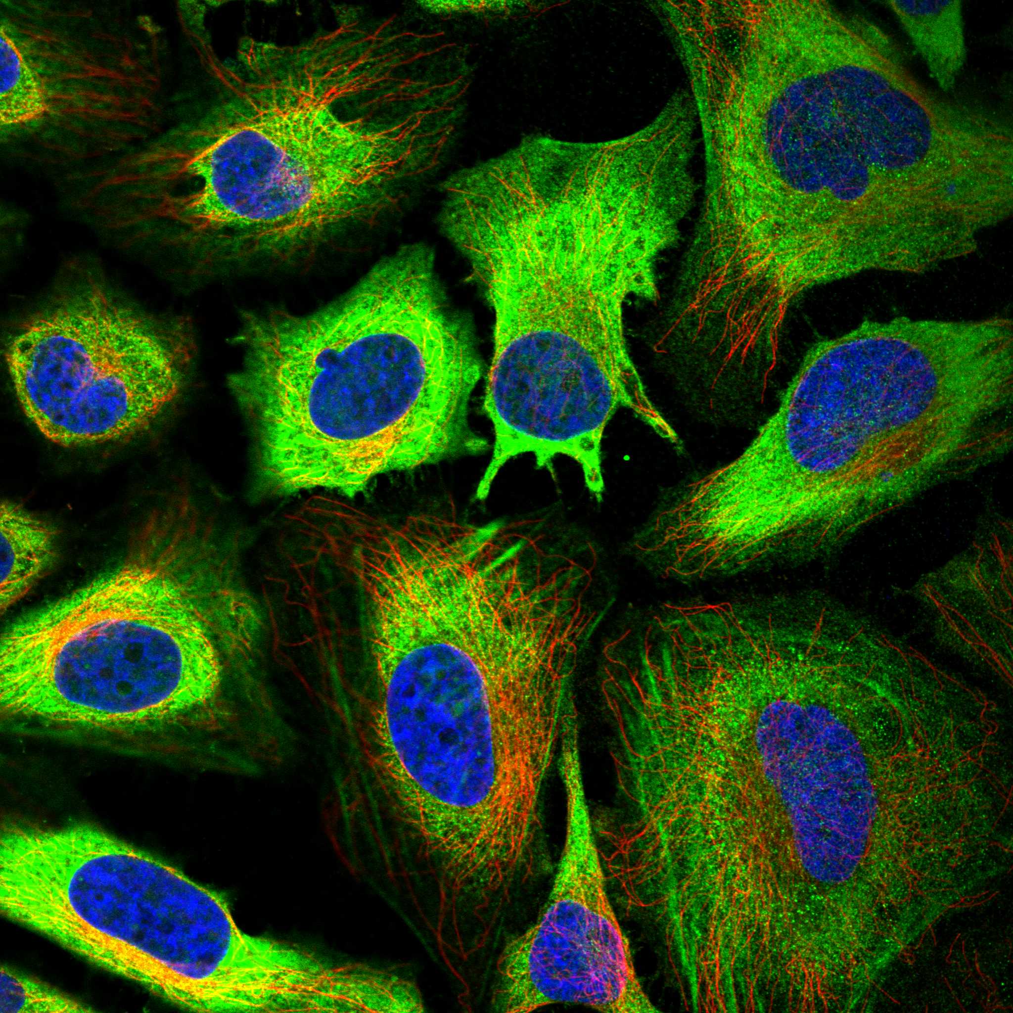 GPX8 fluorescence