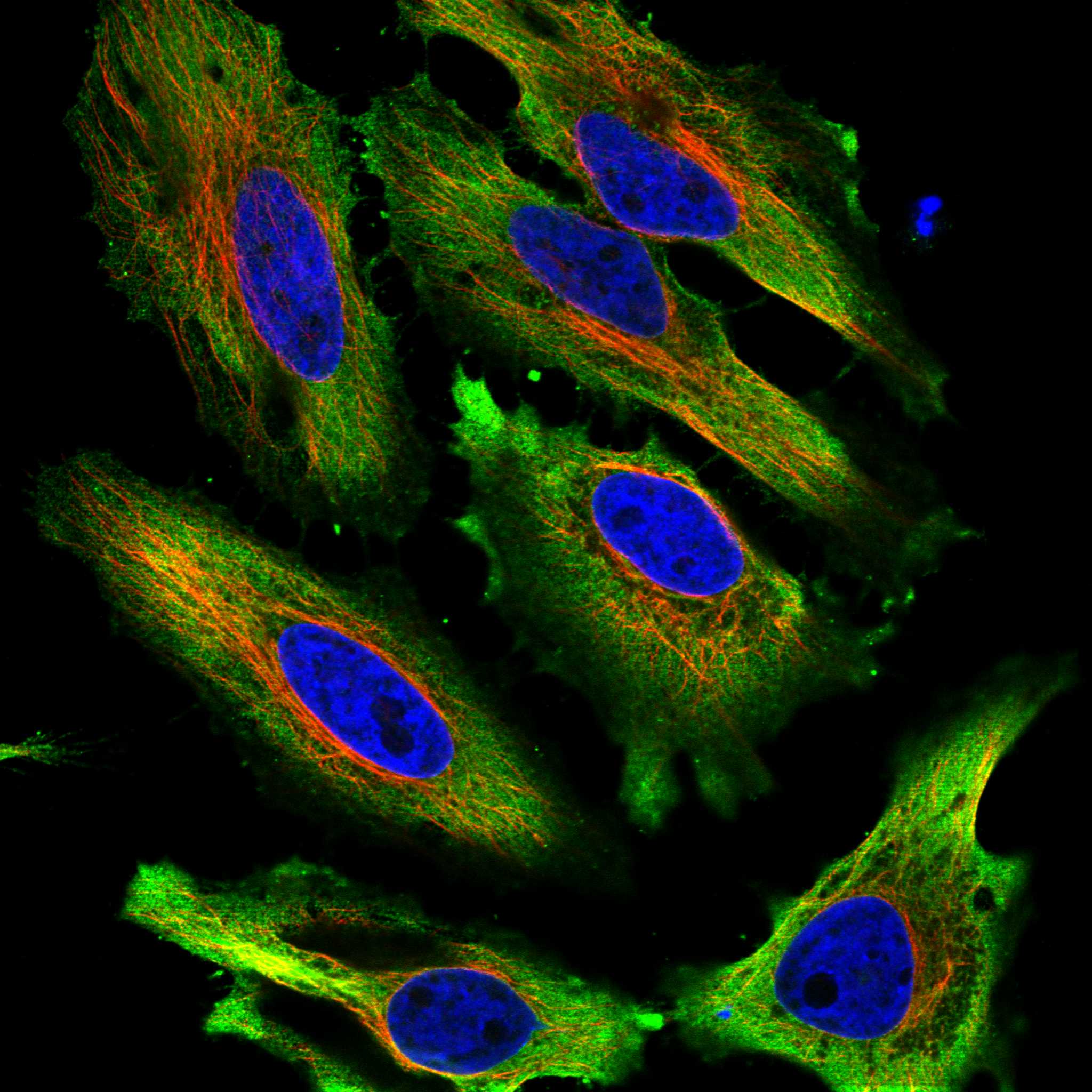 GRB7 fluorescence