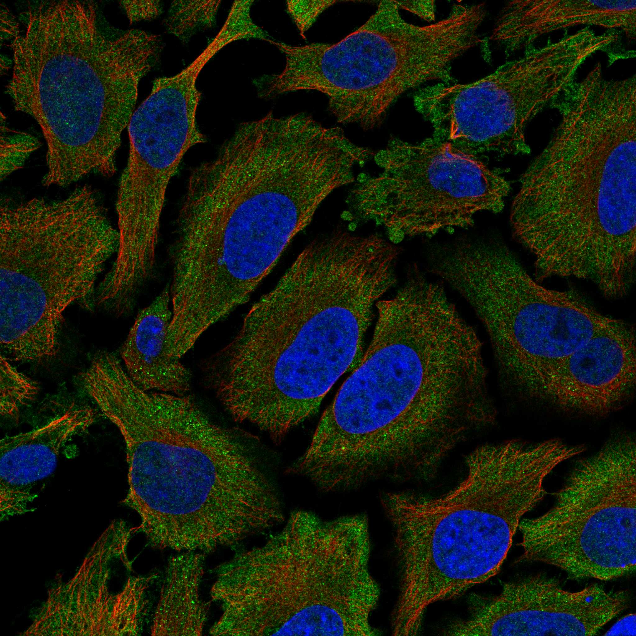 GRIK1 fluorescence