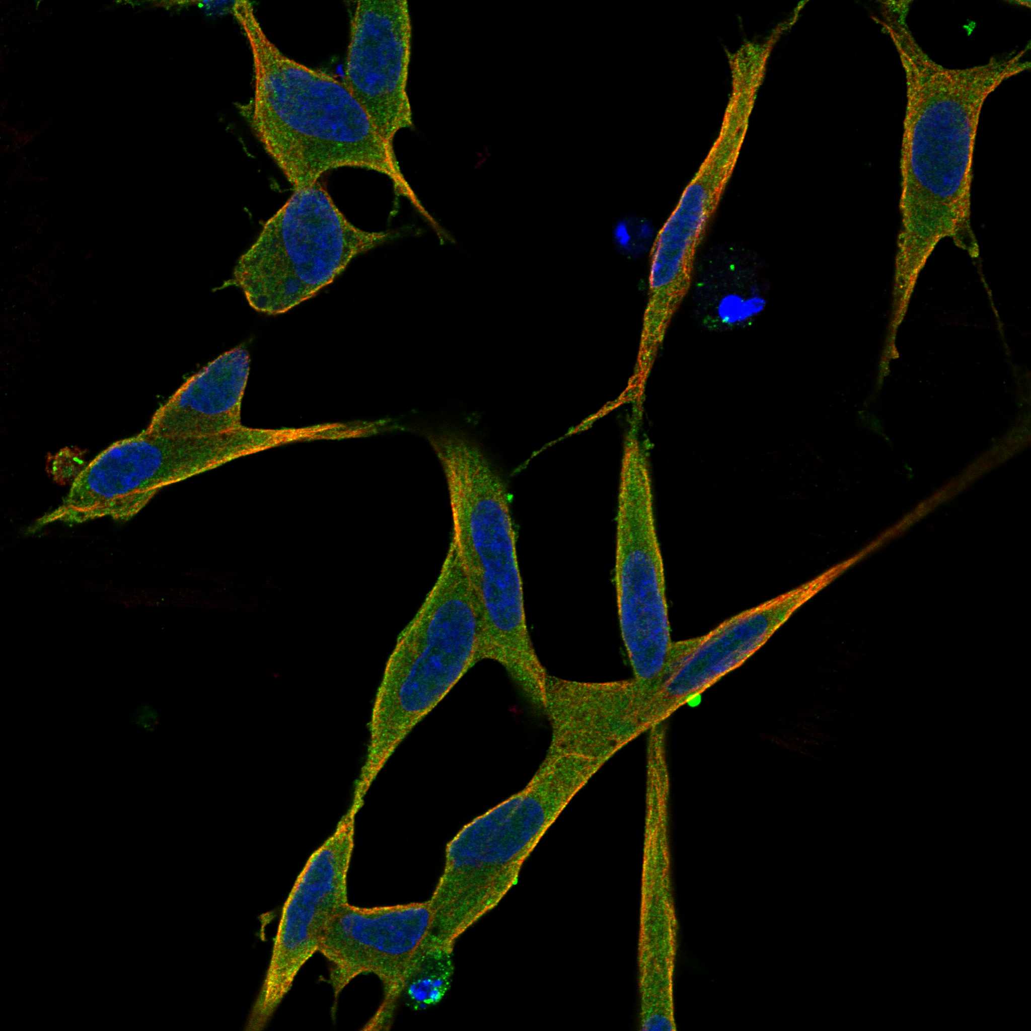 GRK4 fluorescence