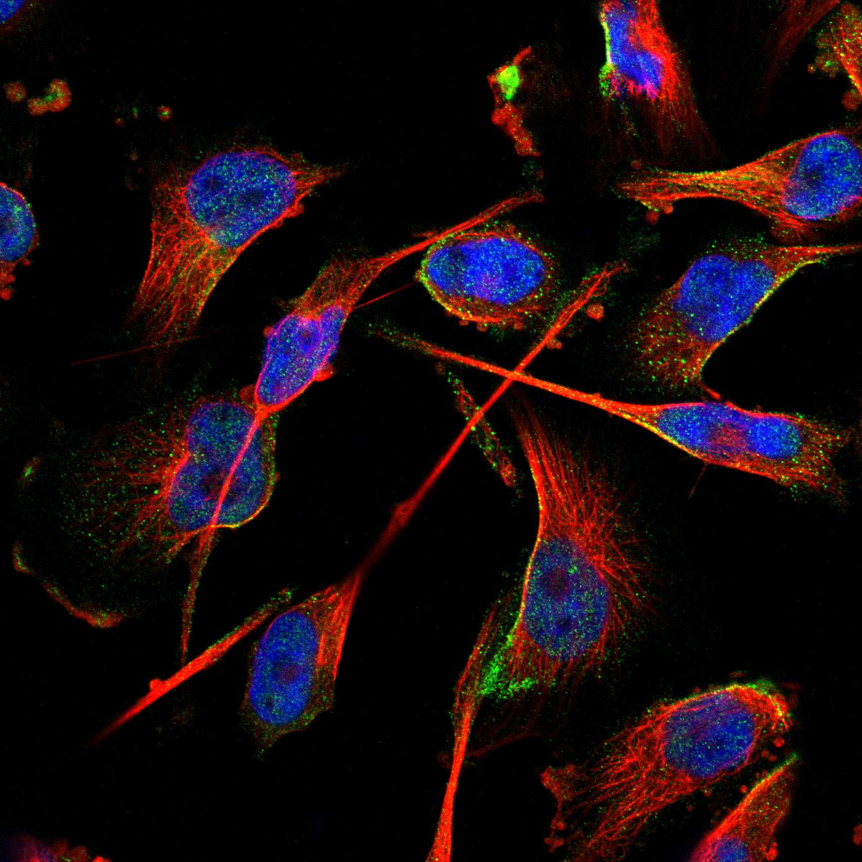 GSDMA fluorescence