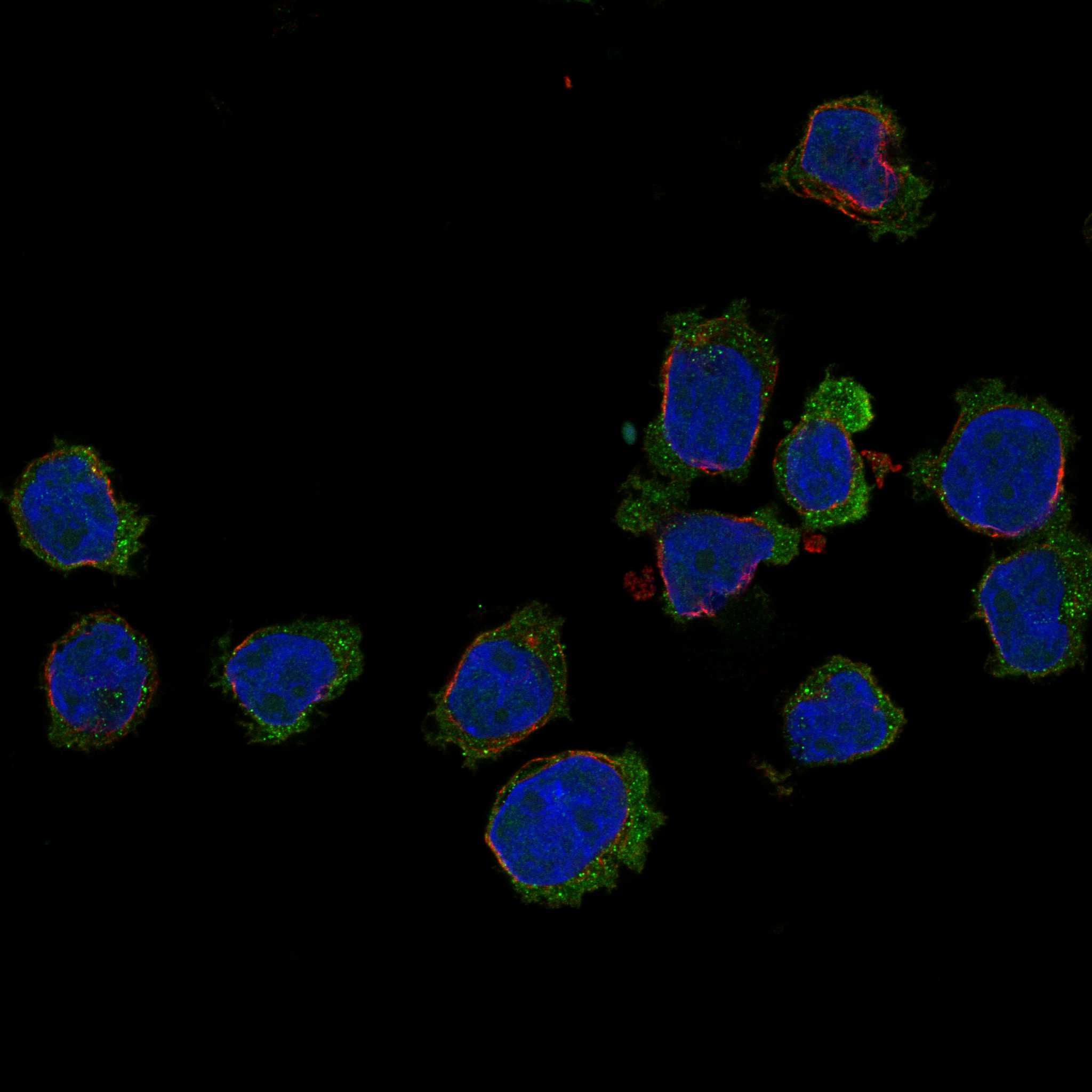HCK fluorescence