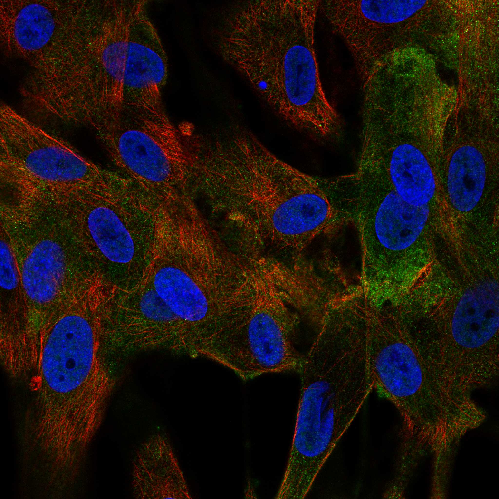 HCLS1 fluorescence
