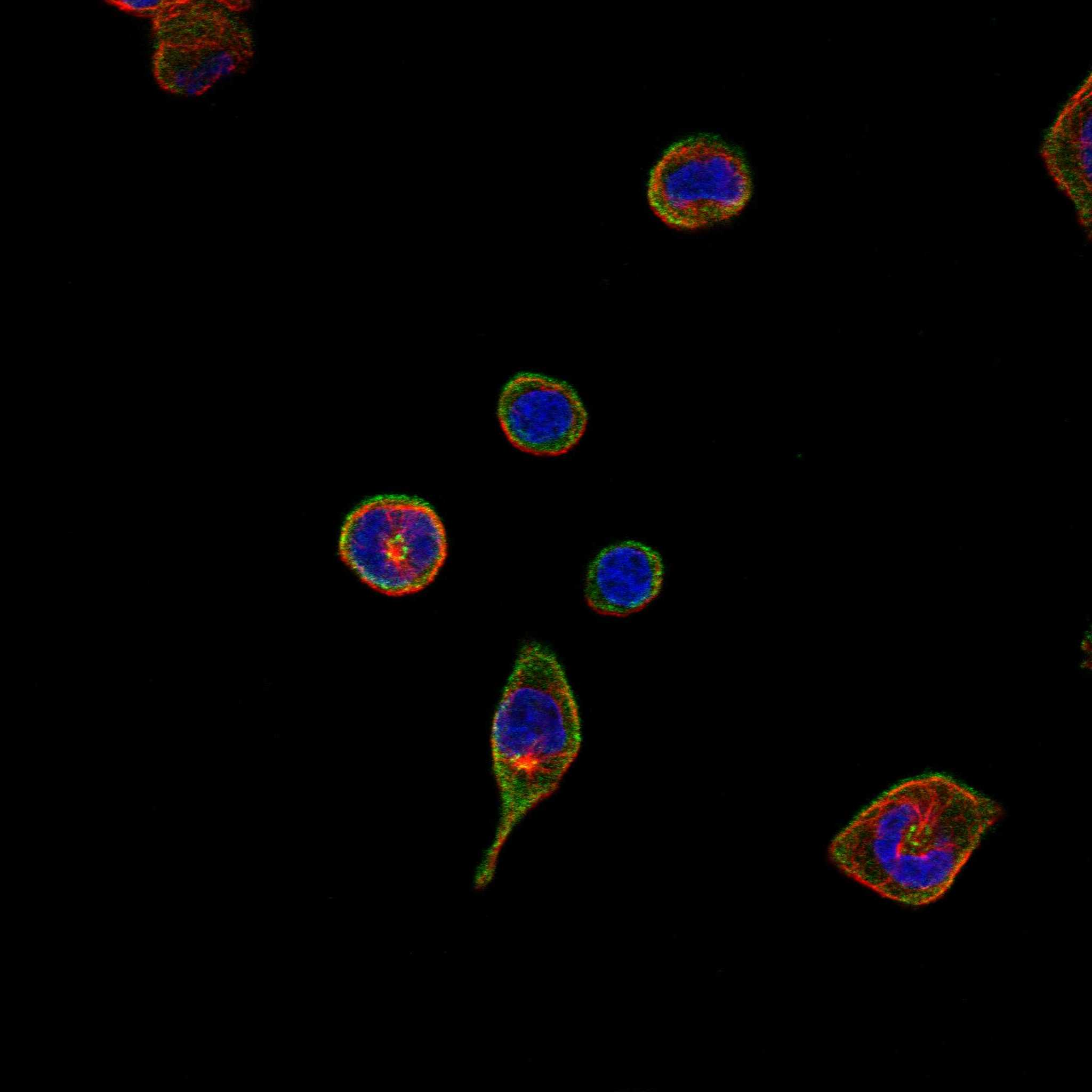 HCST fluorescence