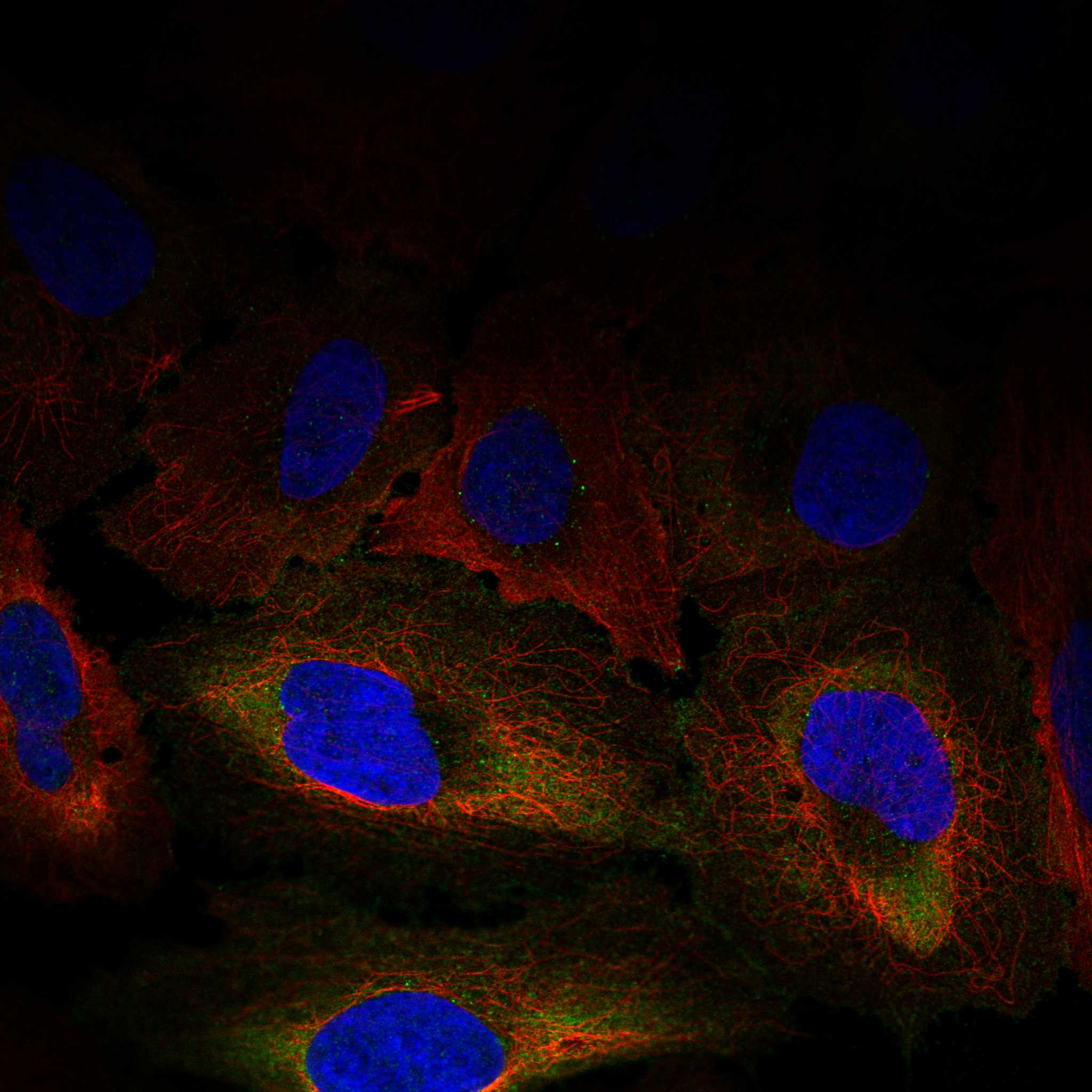 HEG1 fluorescence