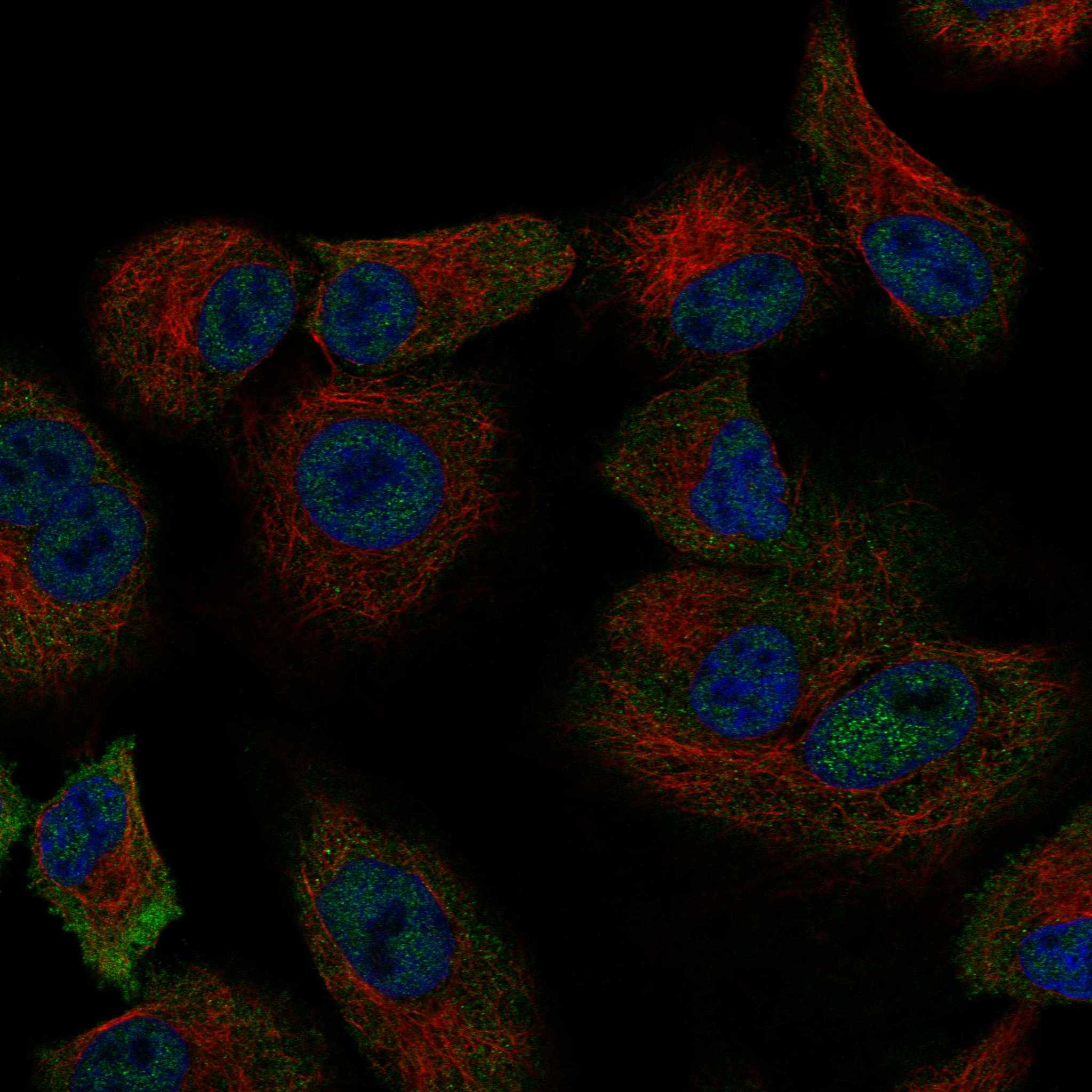 HFE fluorescence