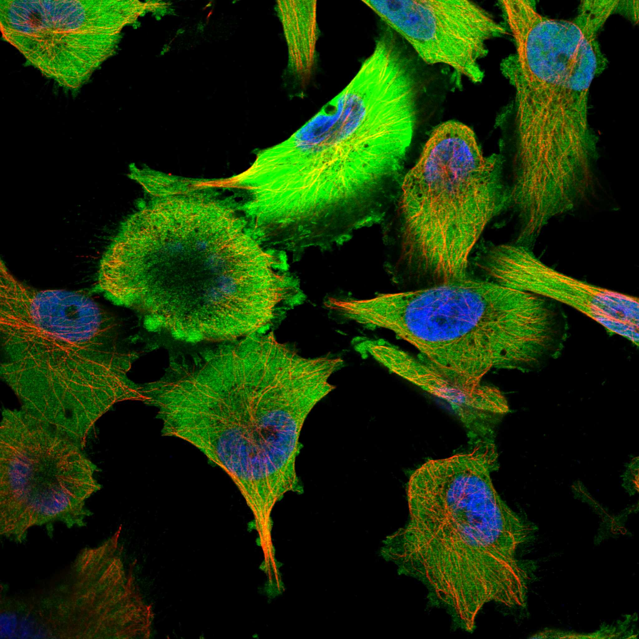 HINT1 fluorescence