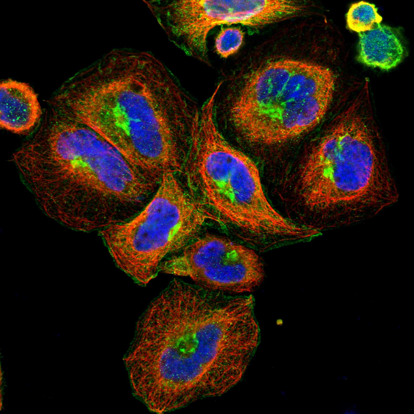 HMOX1 fluorescence