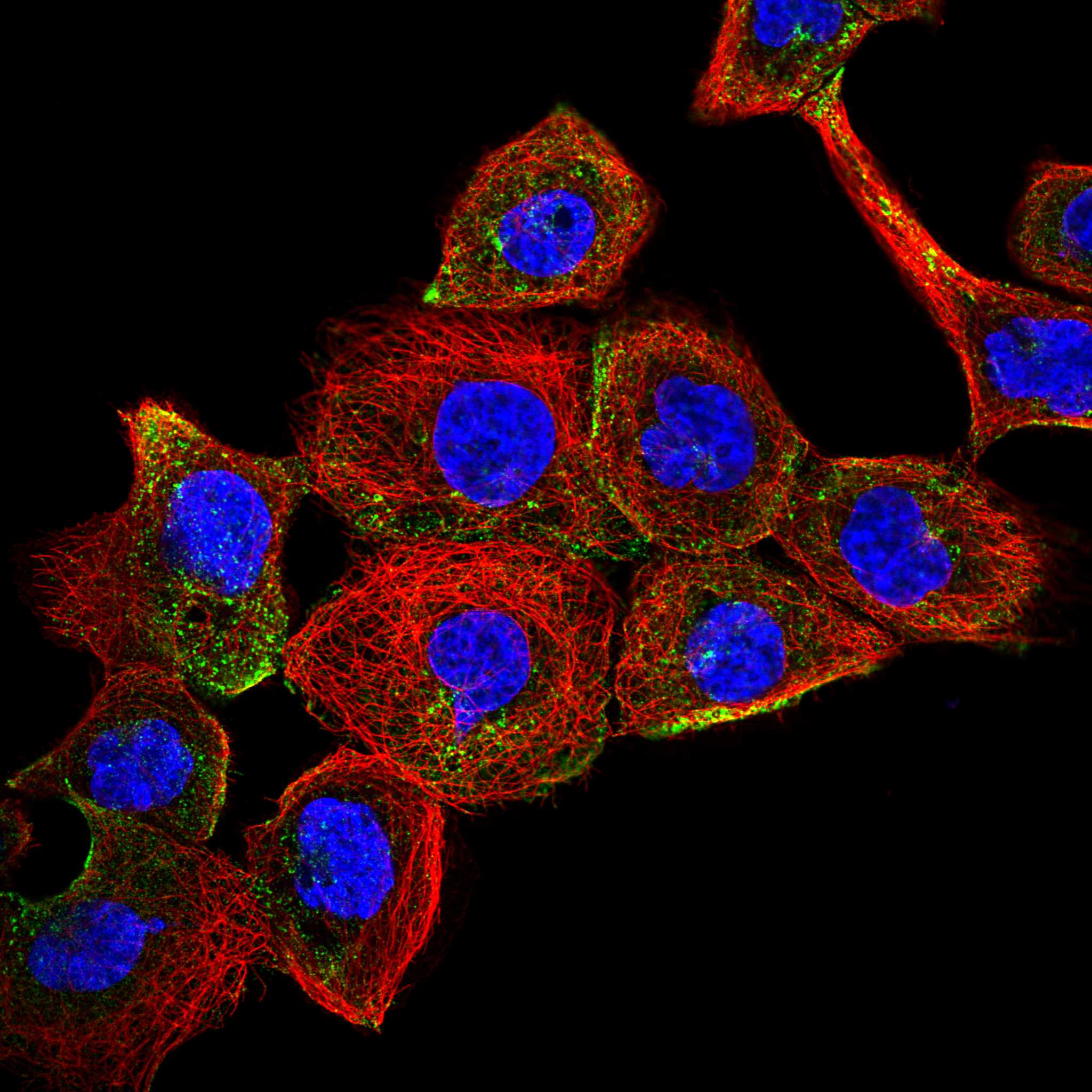 HPS3 fluorescence