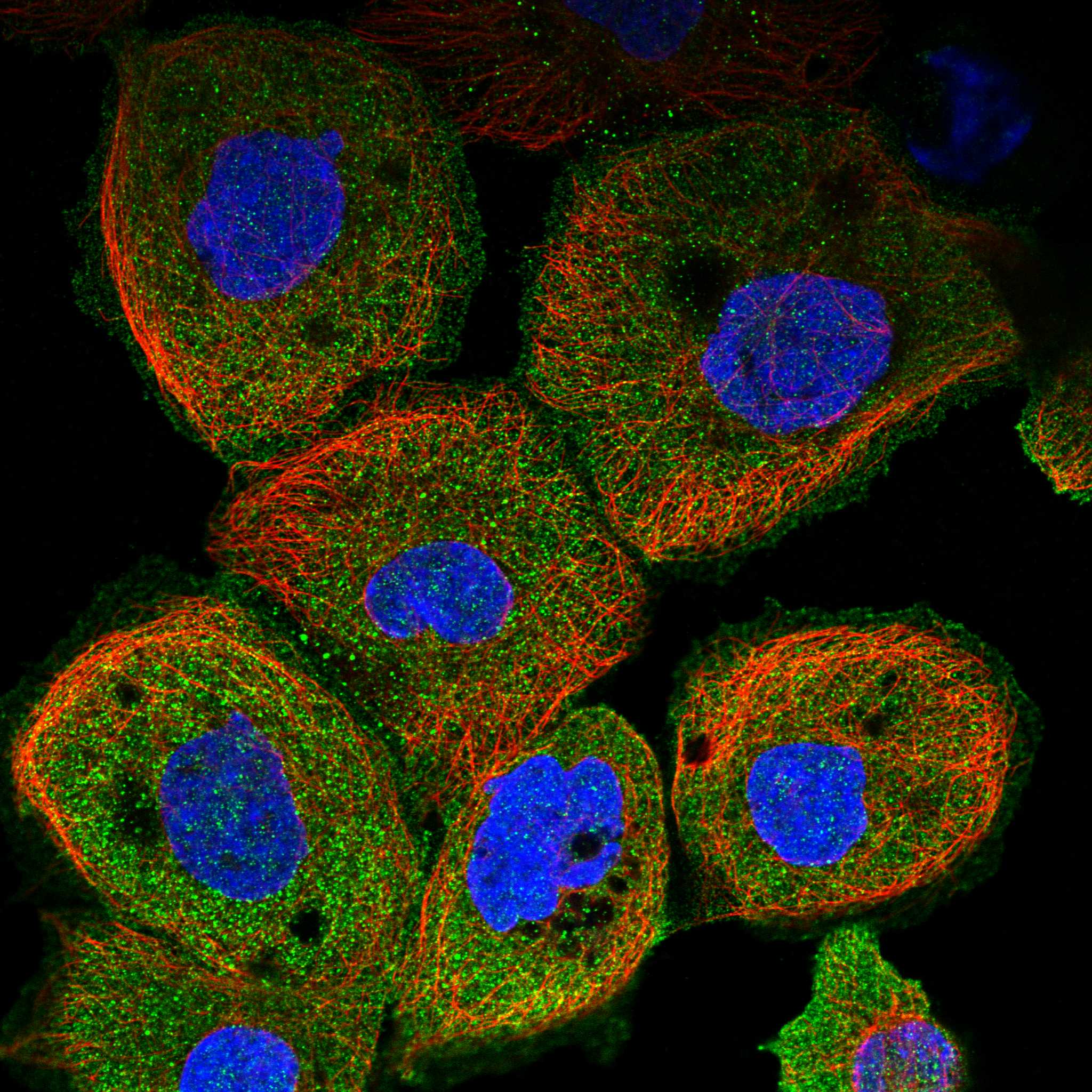 HRH1 fluorescence