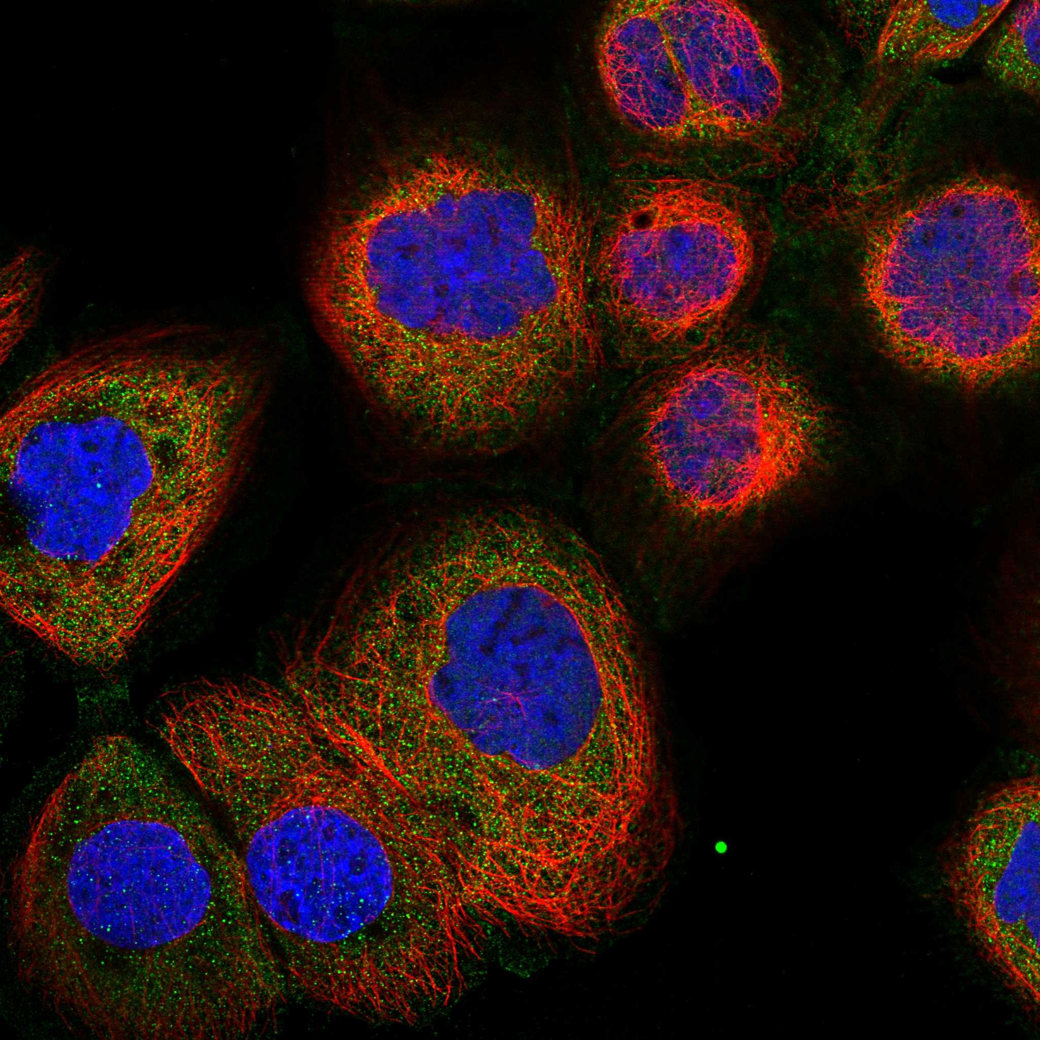 HSH2D fluorescence