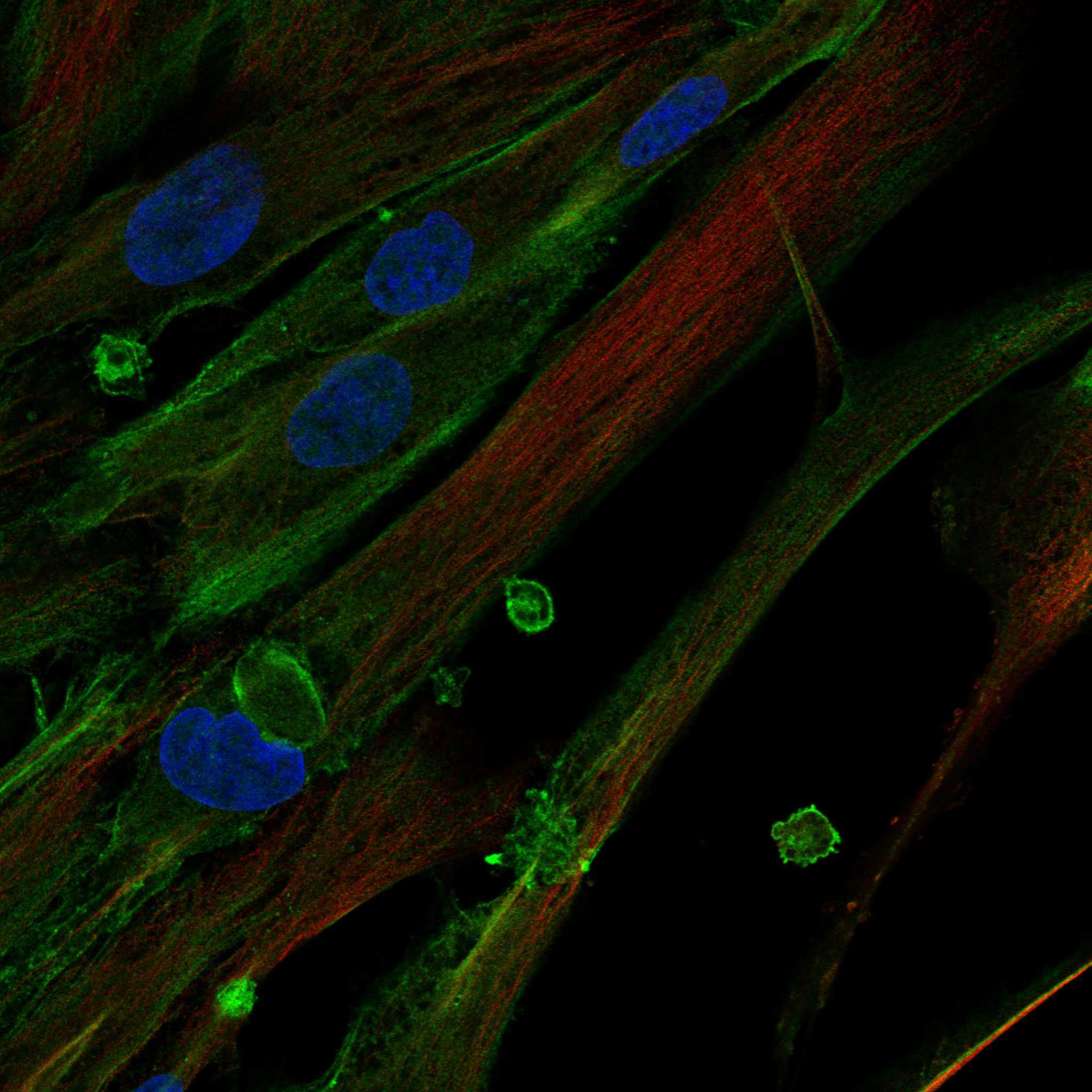 HTRA1 fluorescence