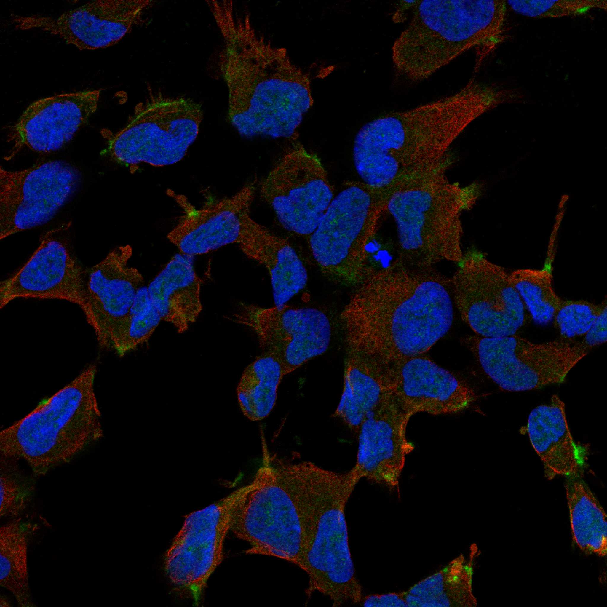 HUNK fluorescence