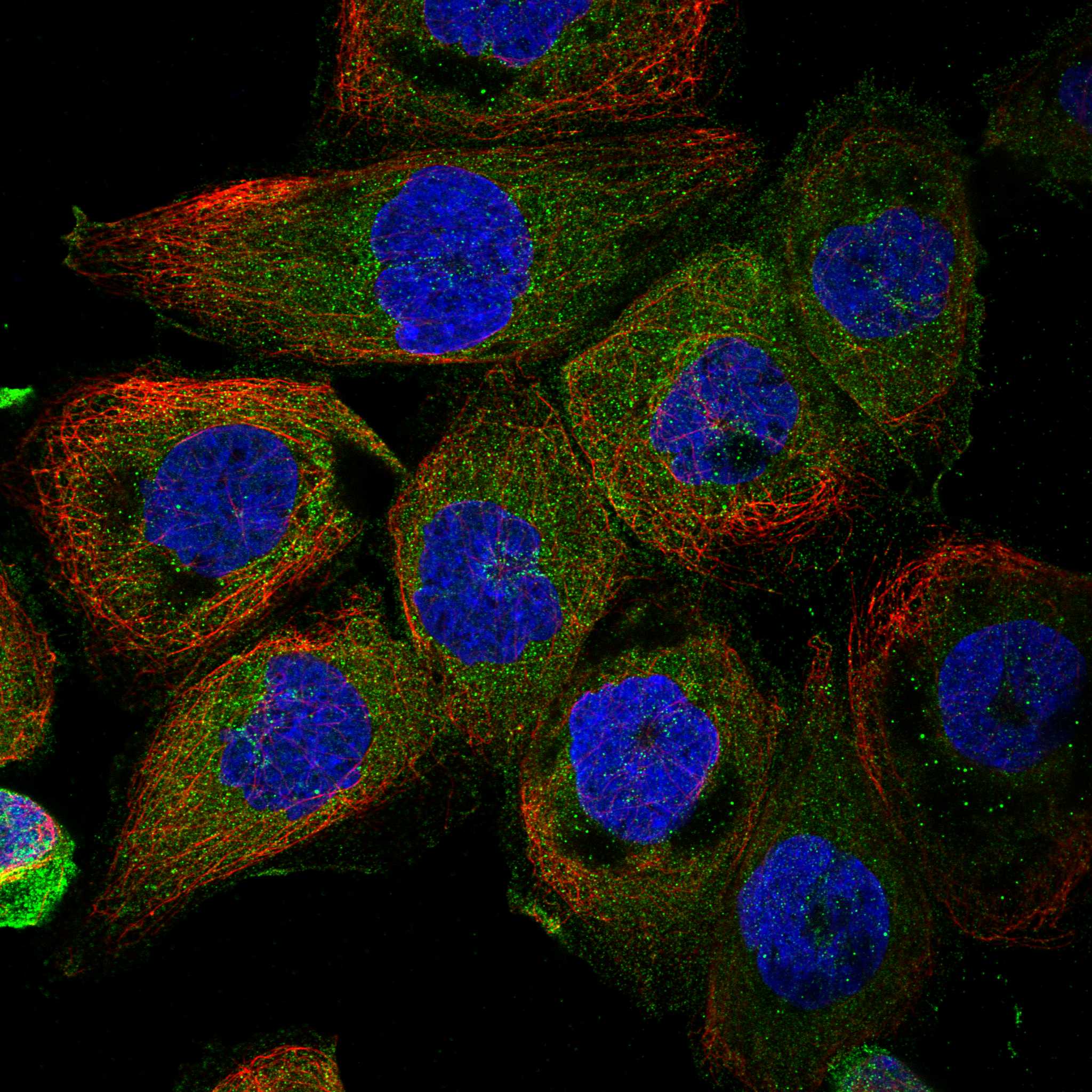 HYI fluorescence