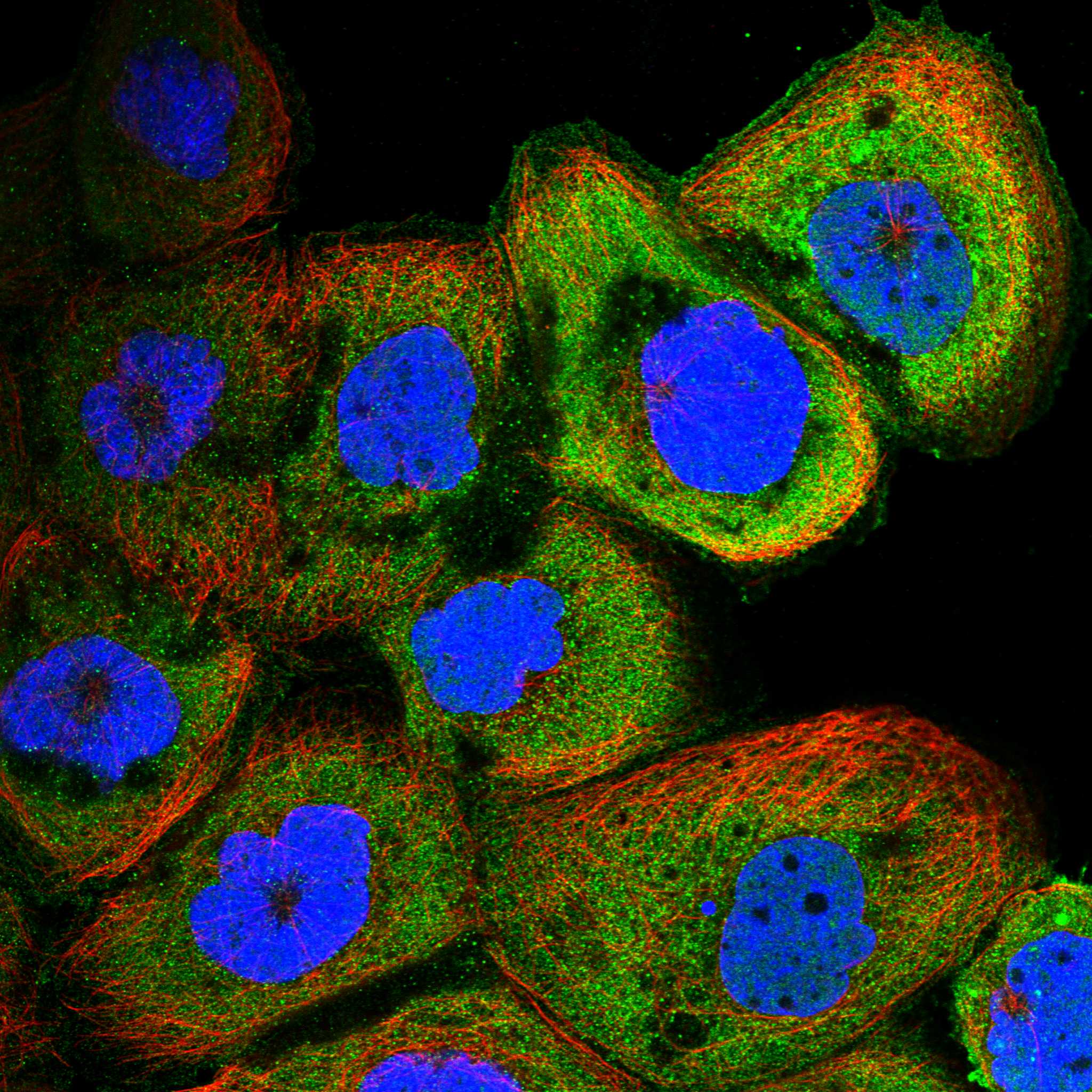 HYLS1 fluorescence