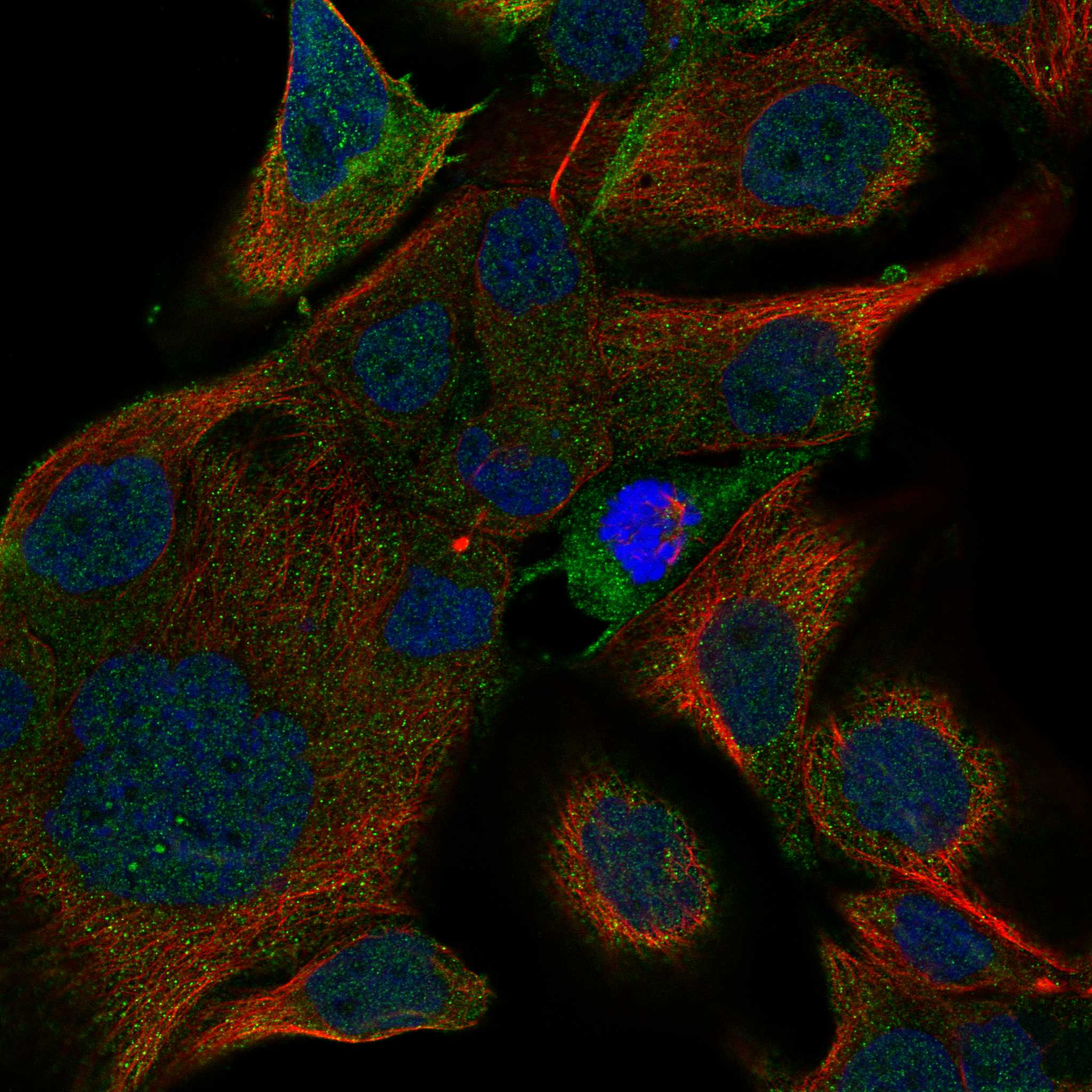 ICAM1 fluorescence