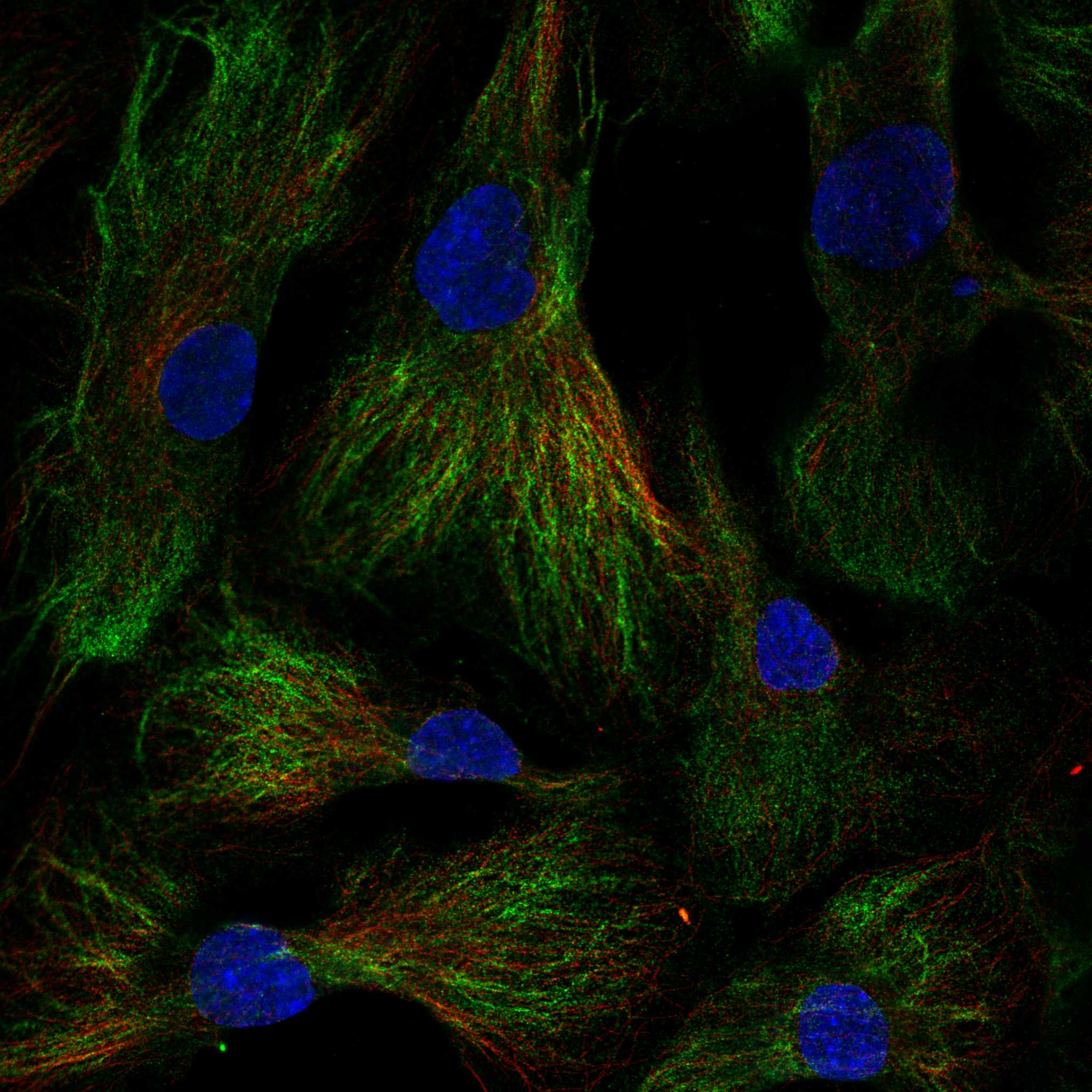 ICAM2 fluorescence