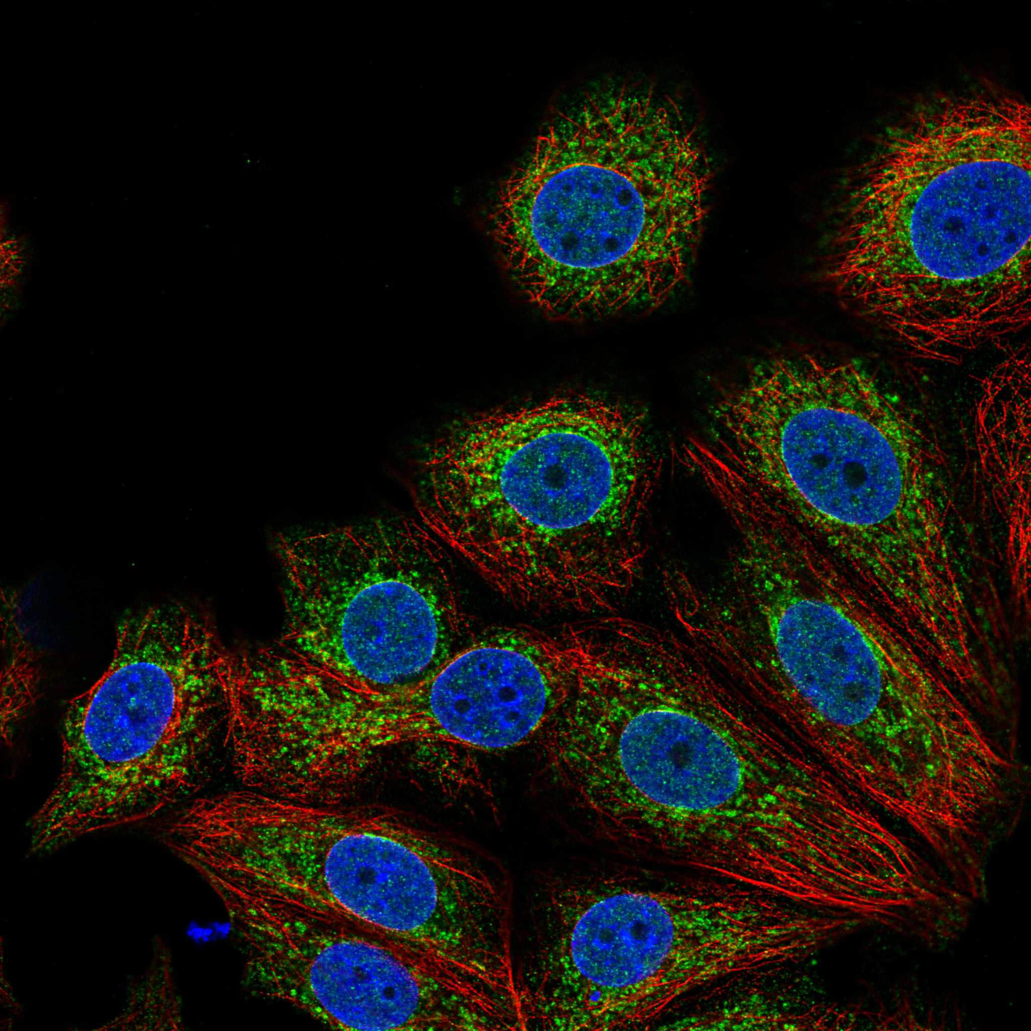 ICAM3 fluorescence