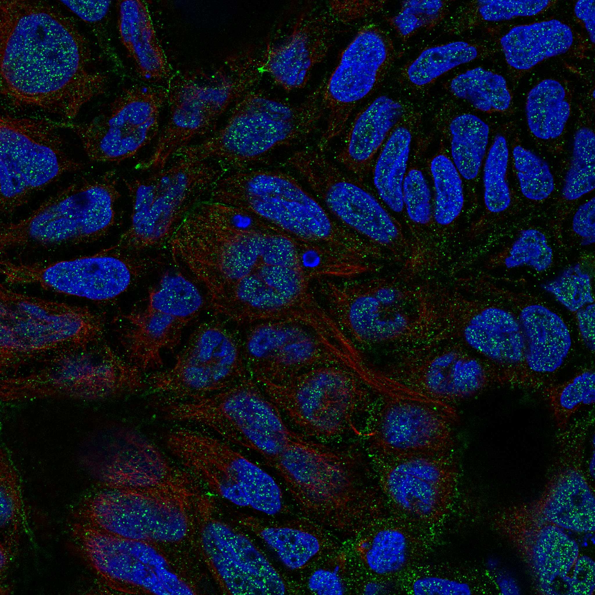IFFO2 fluorescence