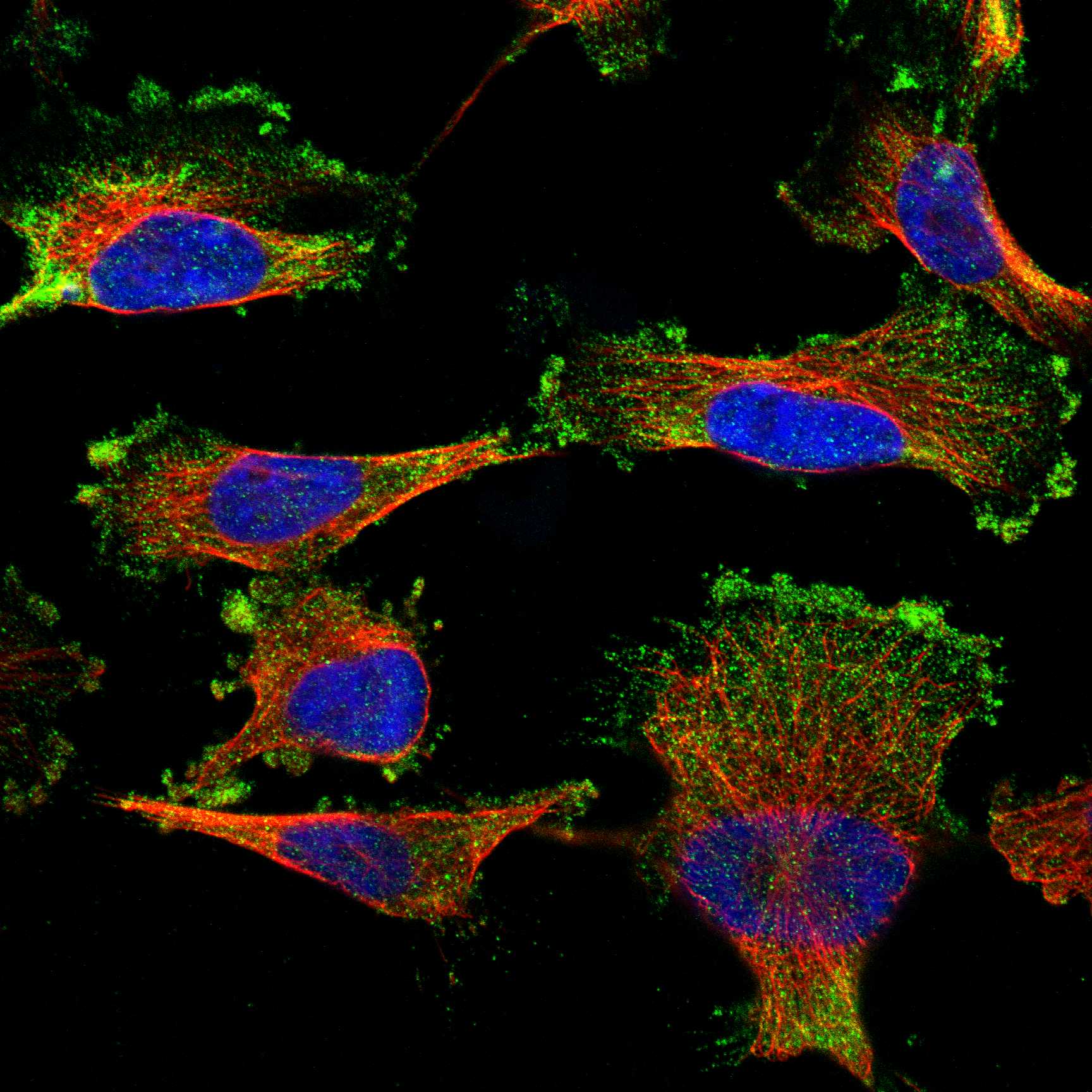 IFRD1 fluorescence