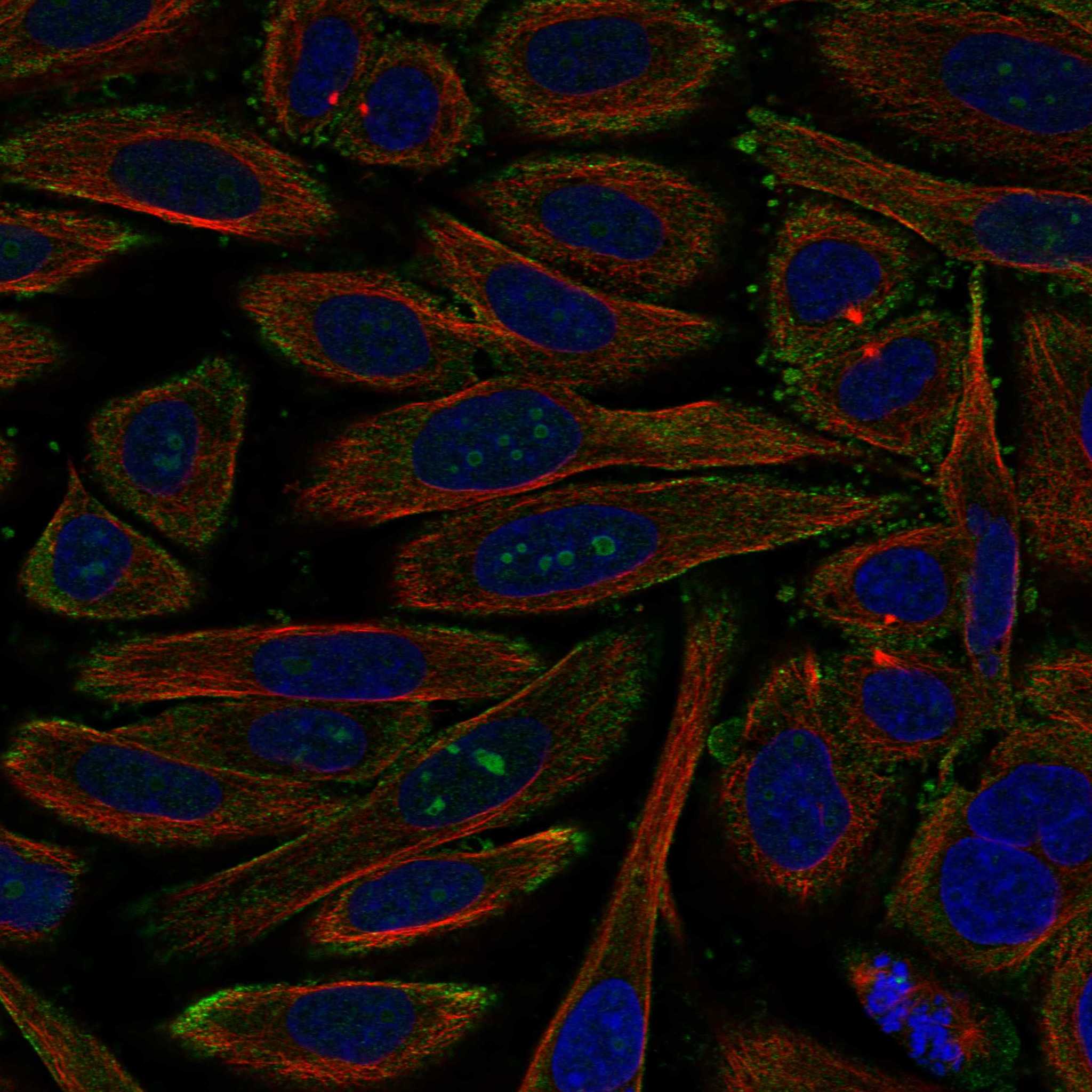 IGF1R fluorescence