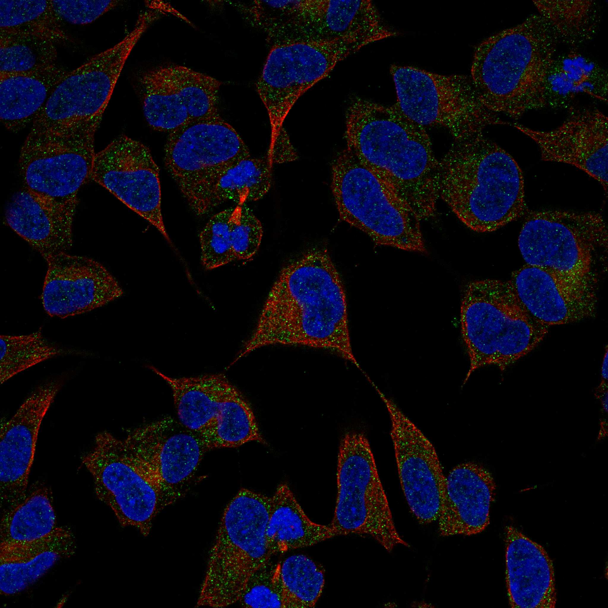 IGSF8 fluorescence