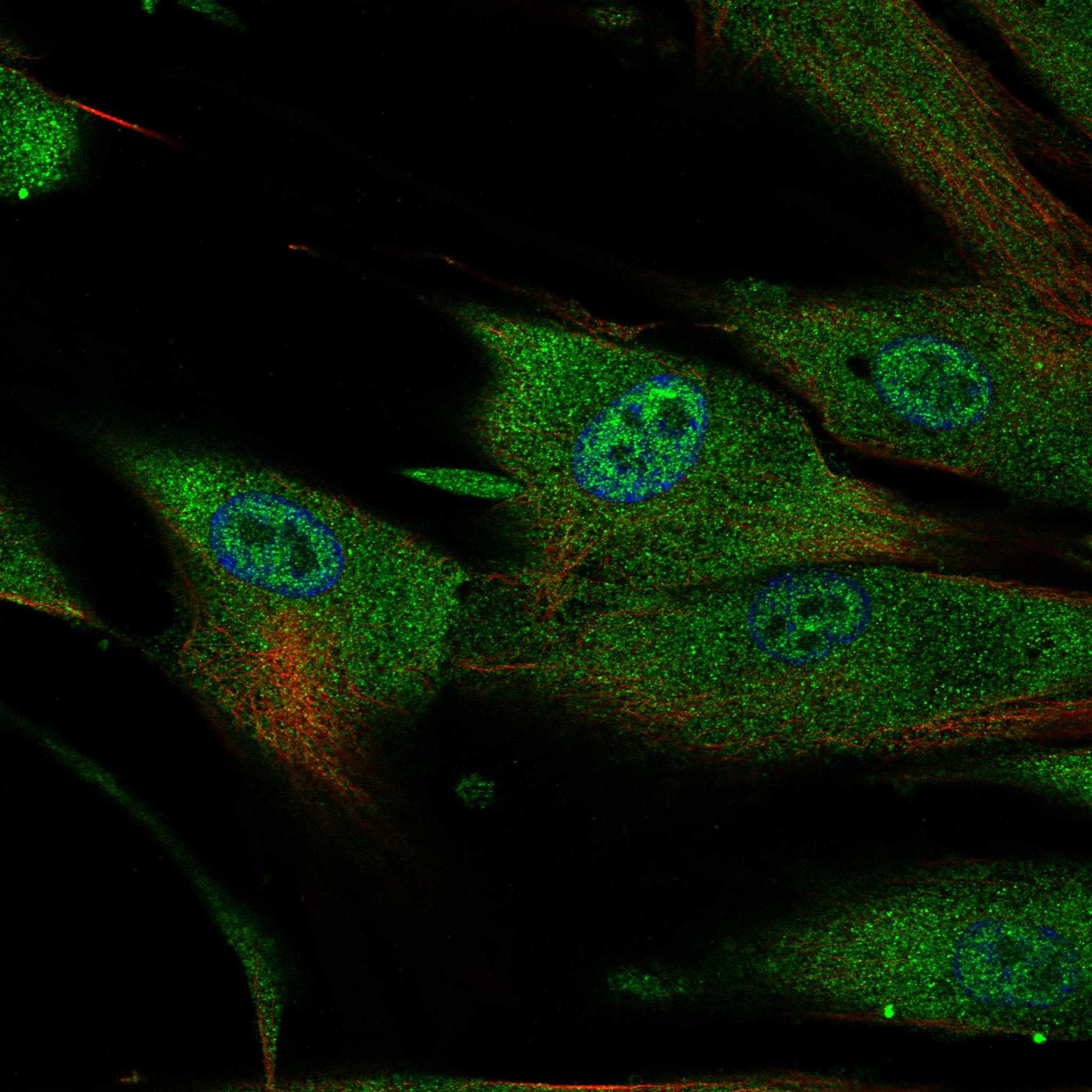 IL1R1 fluorescence