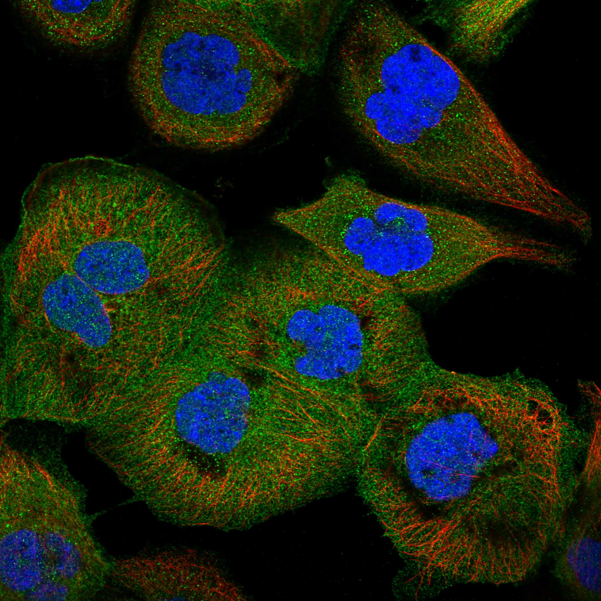 IL21R fluorescence